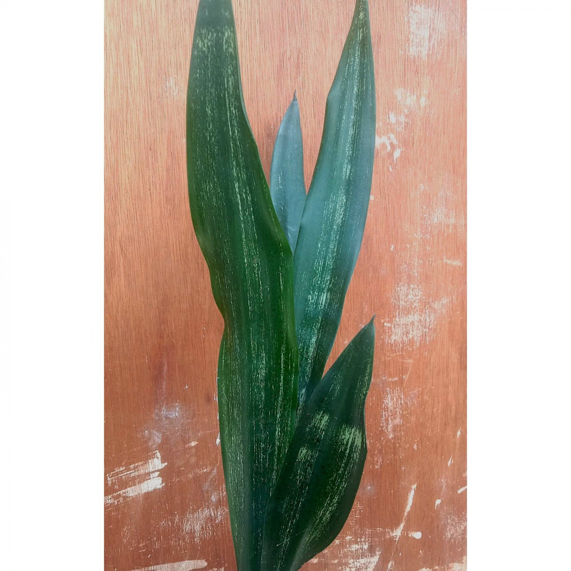 Sansevieria Lourentii Dark Shadow, real feature image plant. Picture taken directly from kaktus.id community Sansevieria farmer green houses.