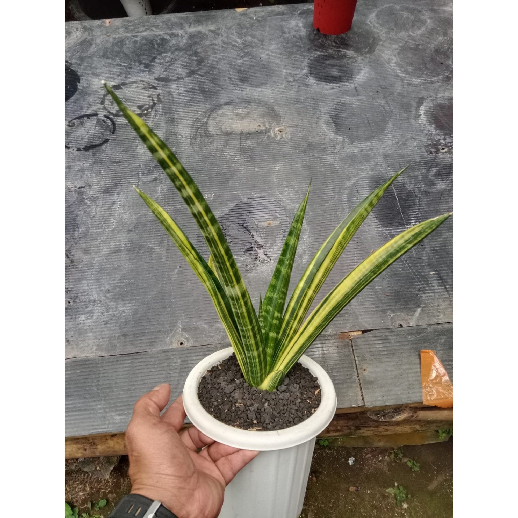 Sansevieria Macropolo Variegated Big Size, real feature image plant. Picture taken directly from kaktus.id community Sansevieria farmer green houses.