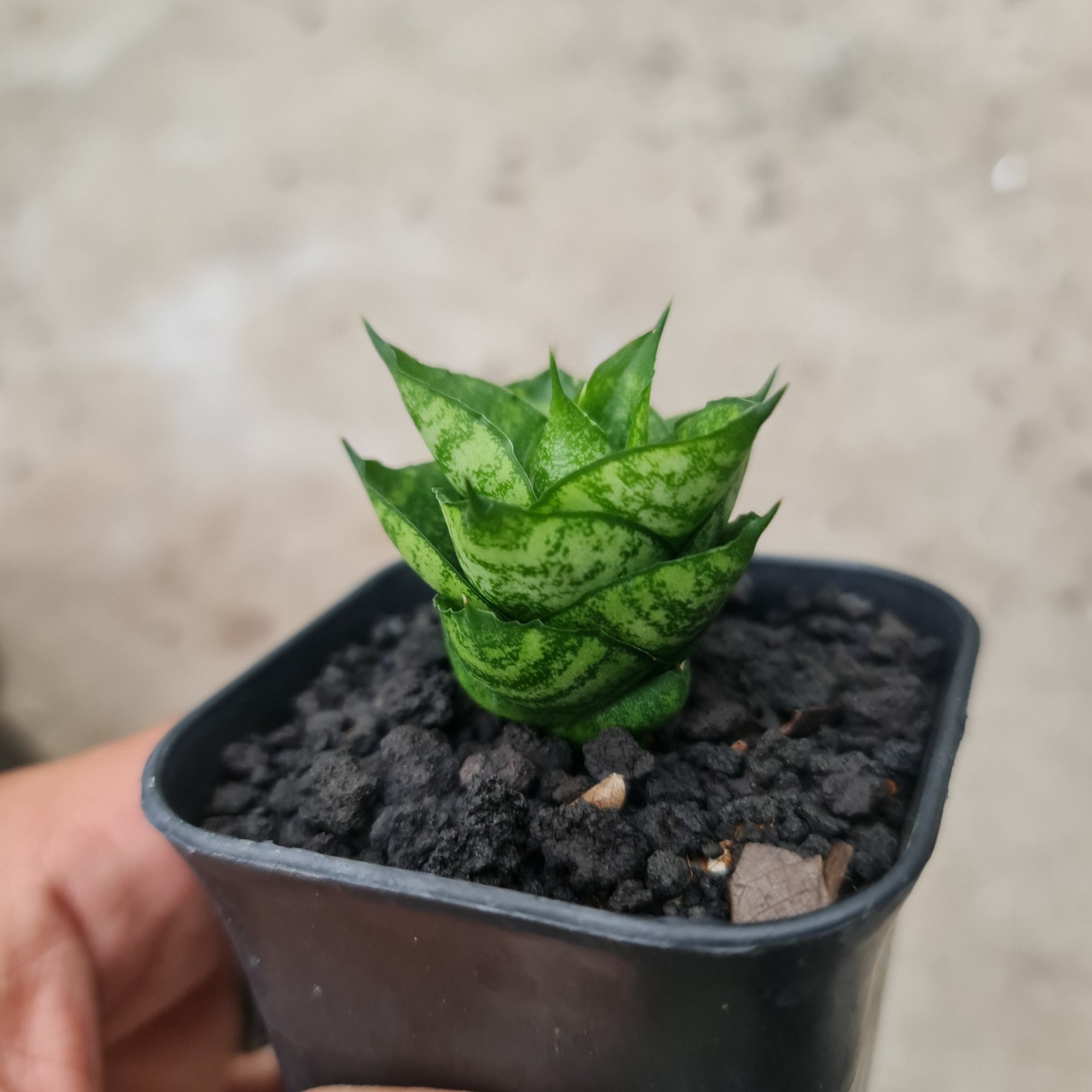Sansevieria Maharani Hybrid, real feature image plant. Picture taken directly from kaktus.id community Sansevieria farmer green houses.