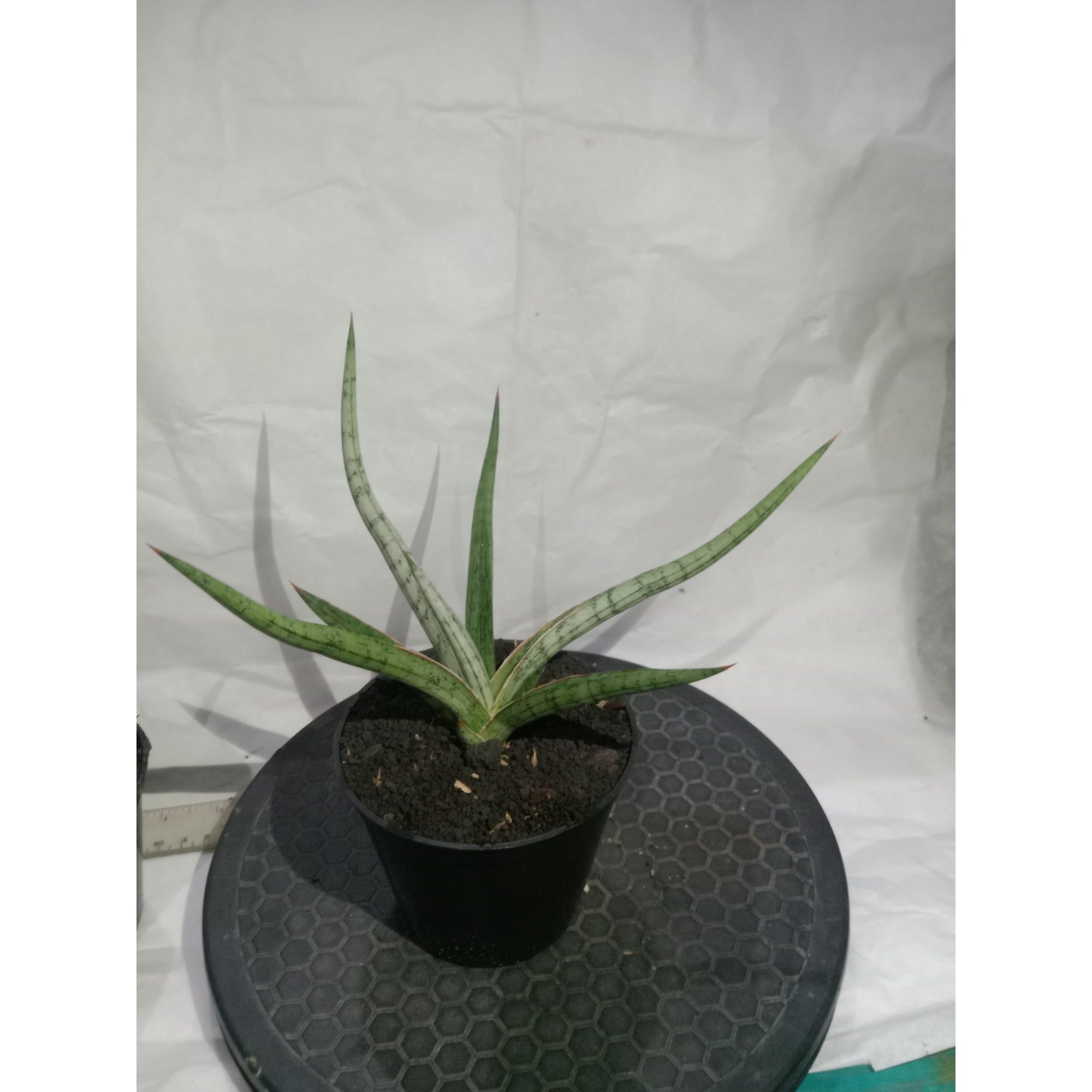 Sansevieria Mandalika size 15 cm, real feature image plant. Picture taken directly from kaktus.id community Sansevieria farmer green houses.