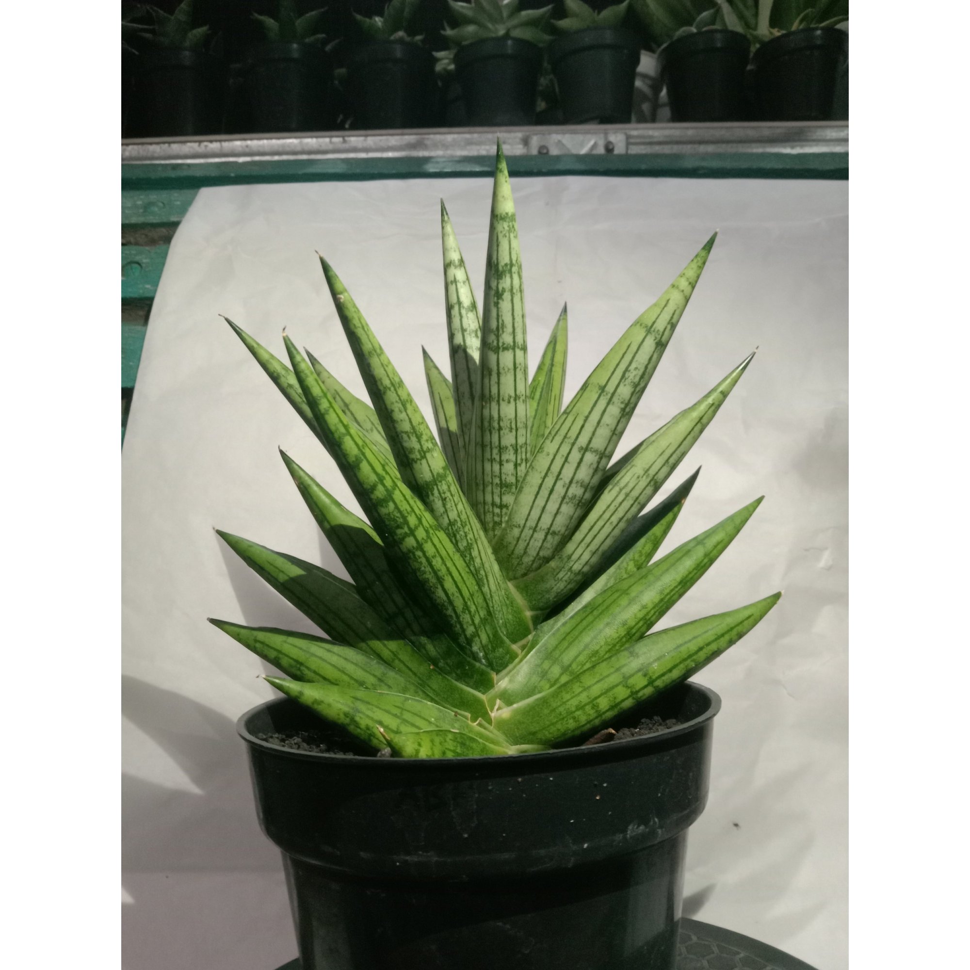 Sansevieria Manja Mateur Form, real feature image plant. Picture taken directly from kaktus.id community Sansevieria farmer green houses.