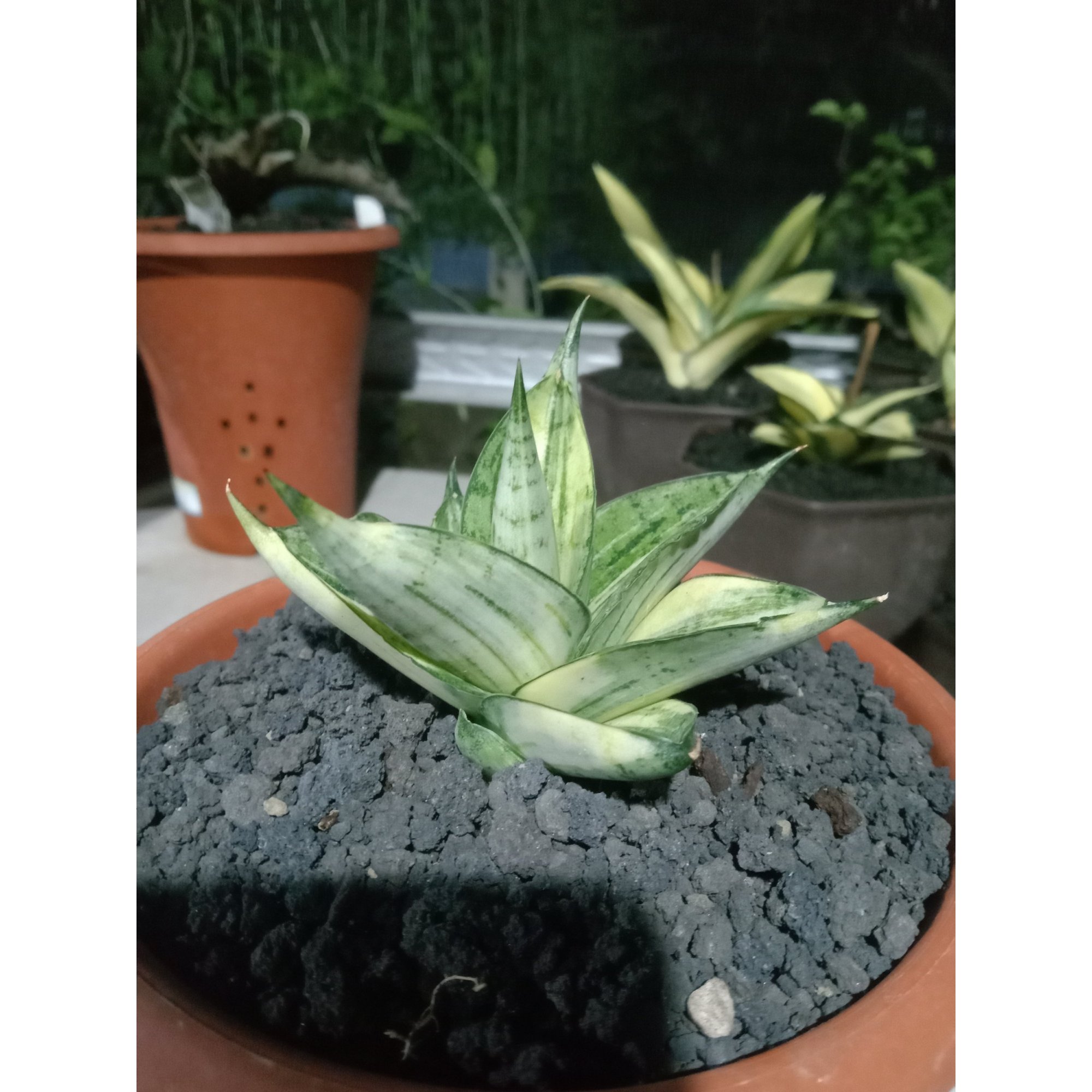Sansevieria Manja Variegated Medium Size, real feature image plant. Picture taken directly from kaktus.id community Sansevieria farmer green houses.