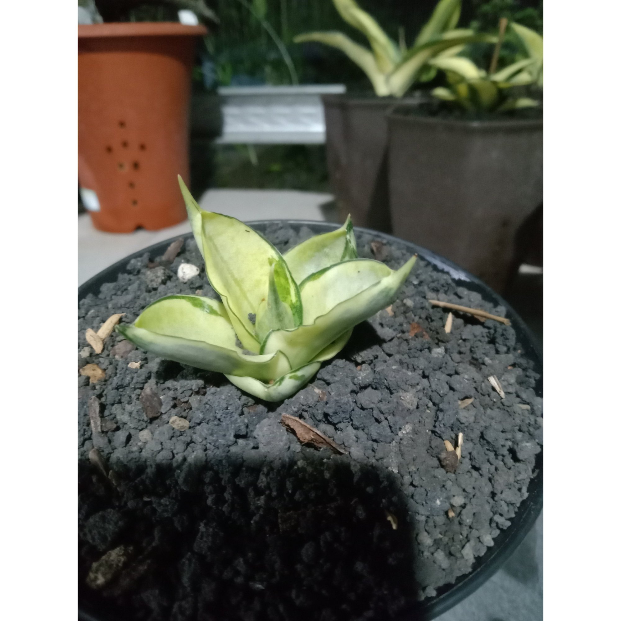 Sansevieria Manja Variegated Small Size, real feature image plant. Picture taken directly from kaktus.id community Sansevieria farmer green houses.