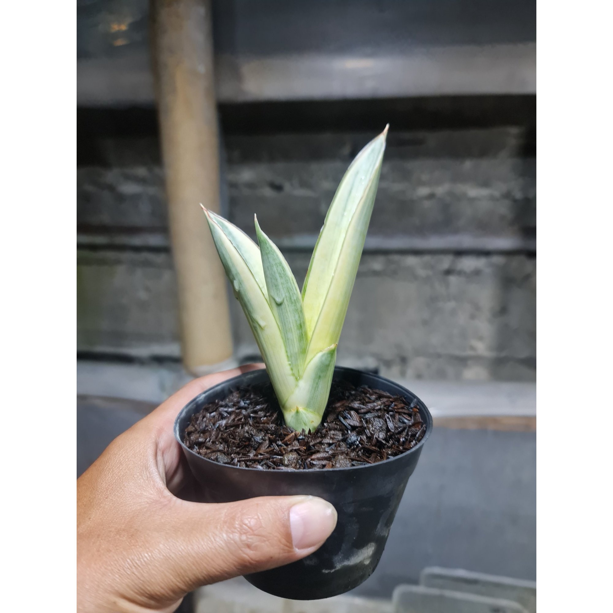 Sansevieria Marsanda Aurea, real feature image plant. Picture taken directly from kaktus.id community Sansevieria farmer green houses.