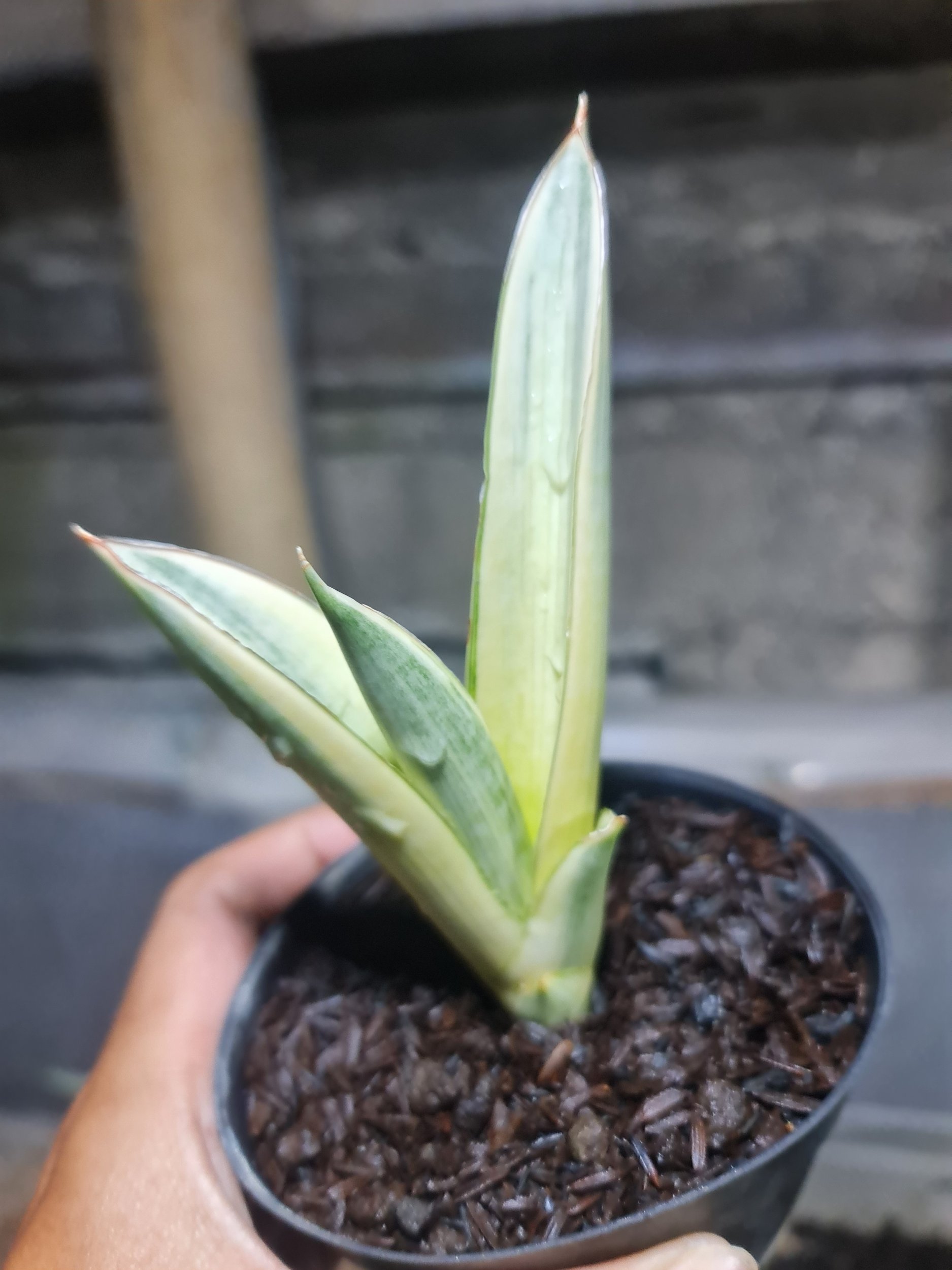 Sansevieria Marsanda Aurea, real gallery image #1 plants. Picture taken directly from kaktus.id community Sansevieria farmer green houses.