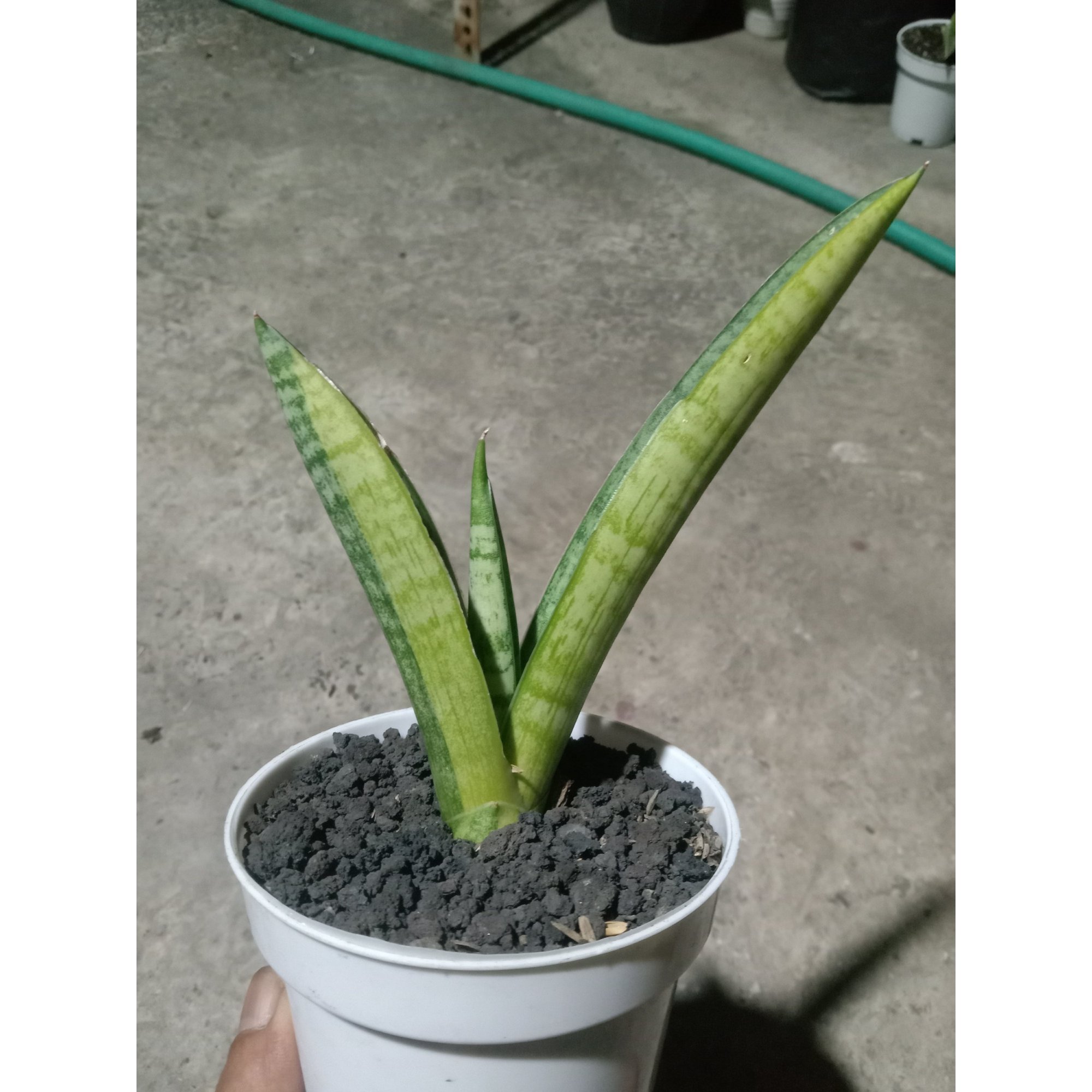 Sansevieria Marsha Anjani Variegated, real feature image plant. Picture taken directly from kaktus.id community Sansevieria farmer green houses.
