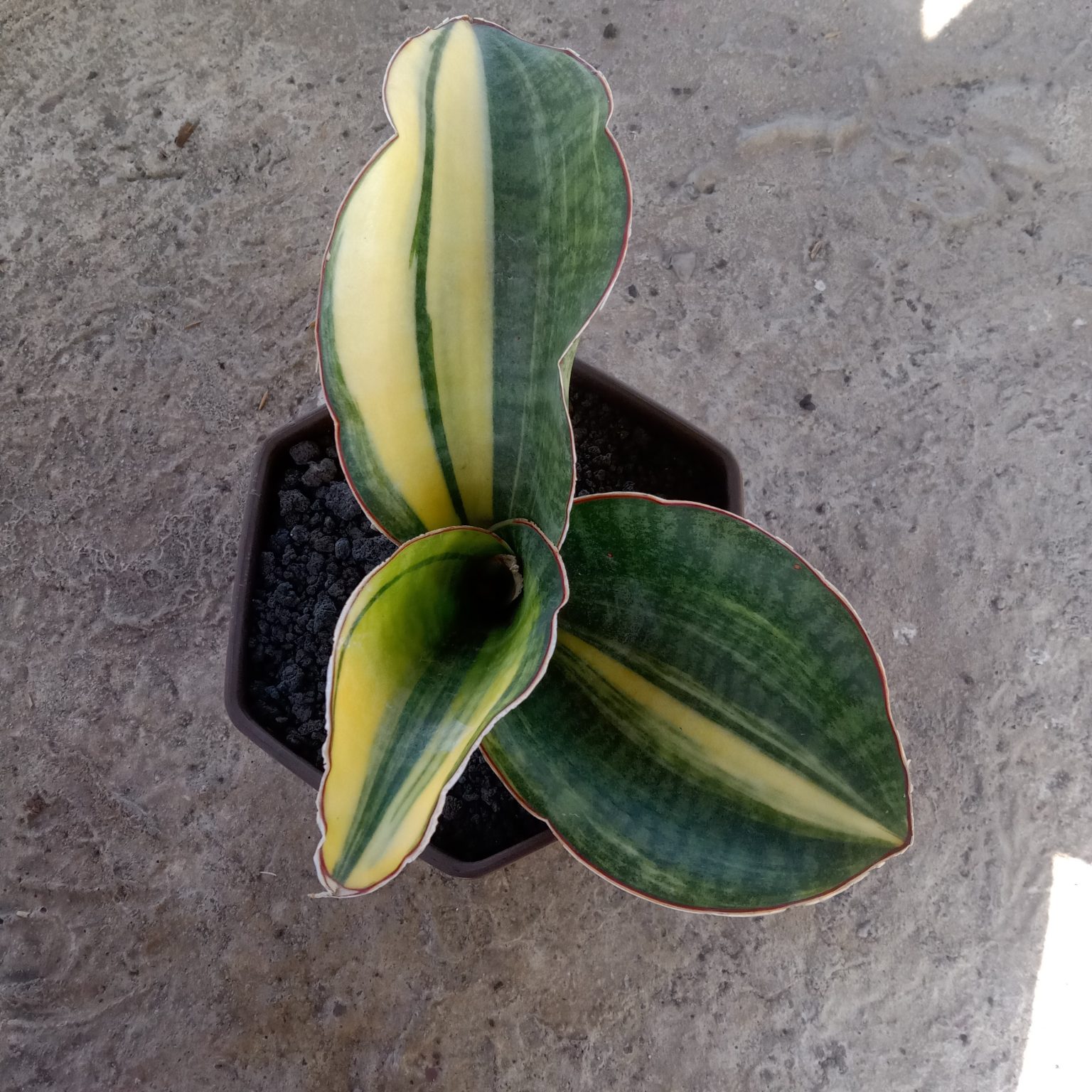 Sansevieria Mason Bowl Variegated