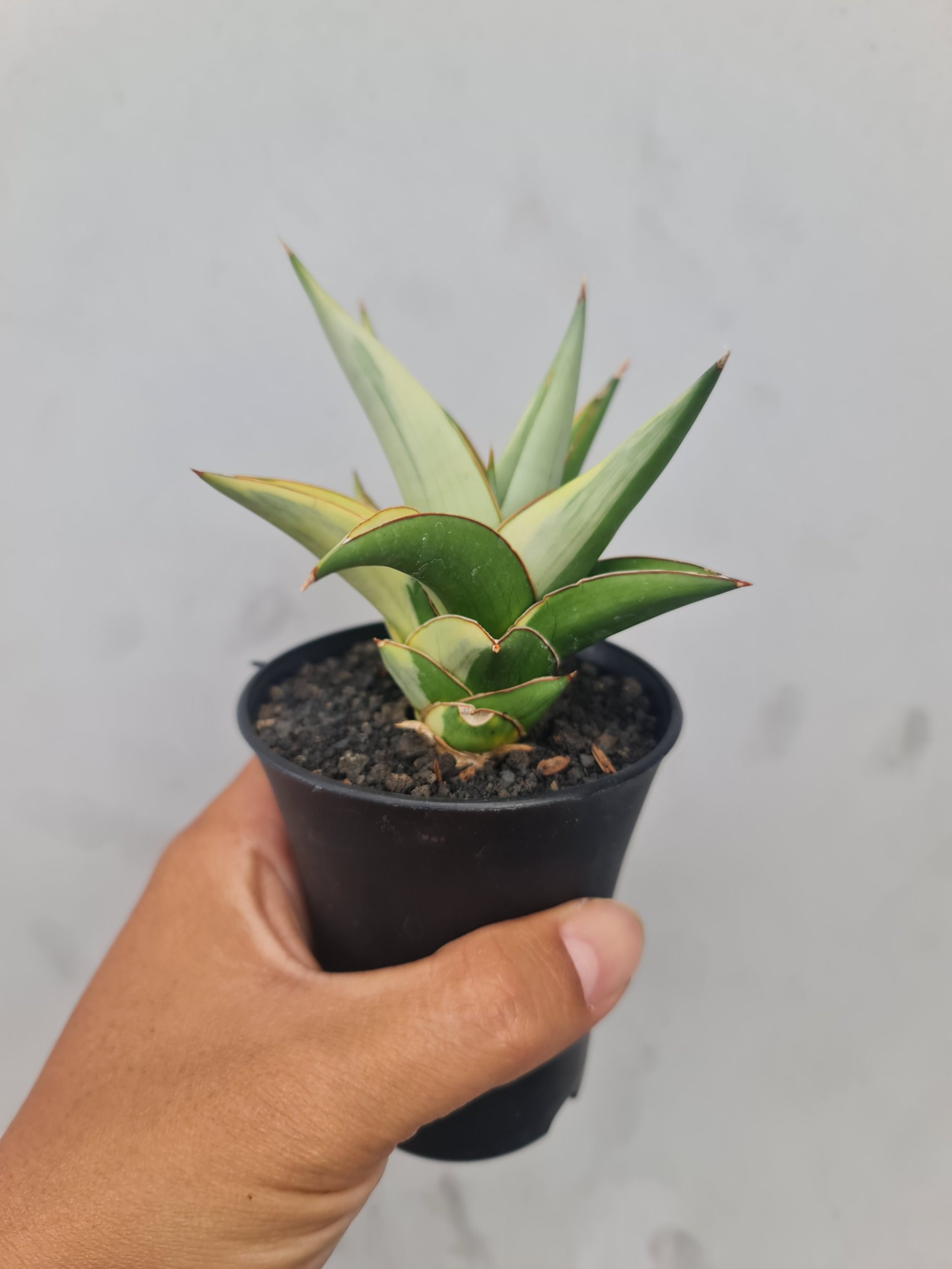 Sansevieria Milano Variegated, real gallery image #1 plants. Picture taken directly from kaktus.id community Sansevieria farmer green houses.