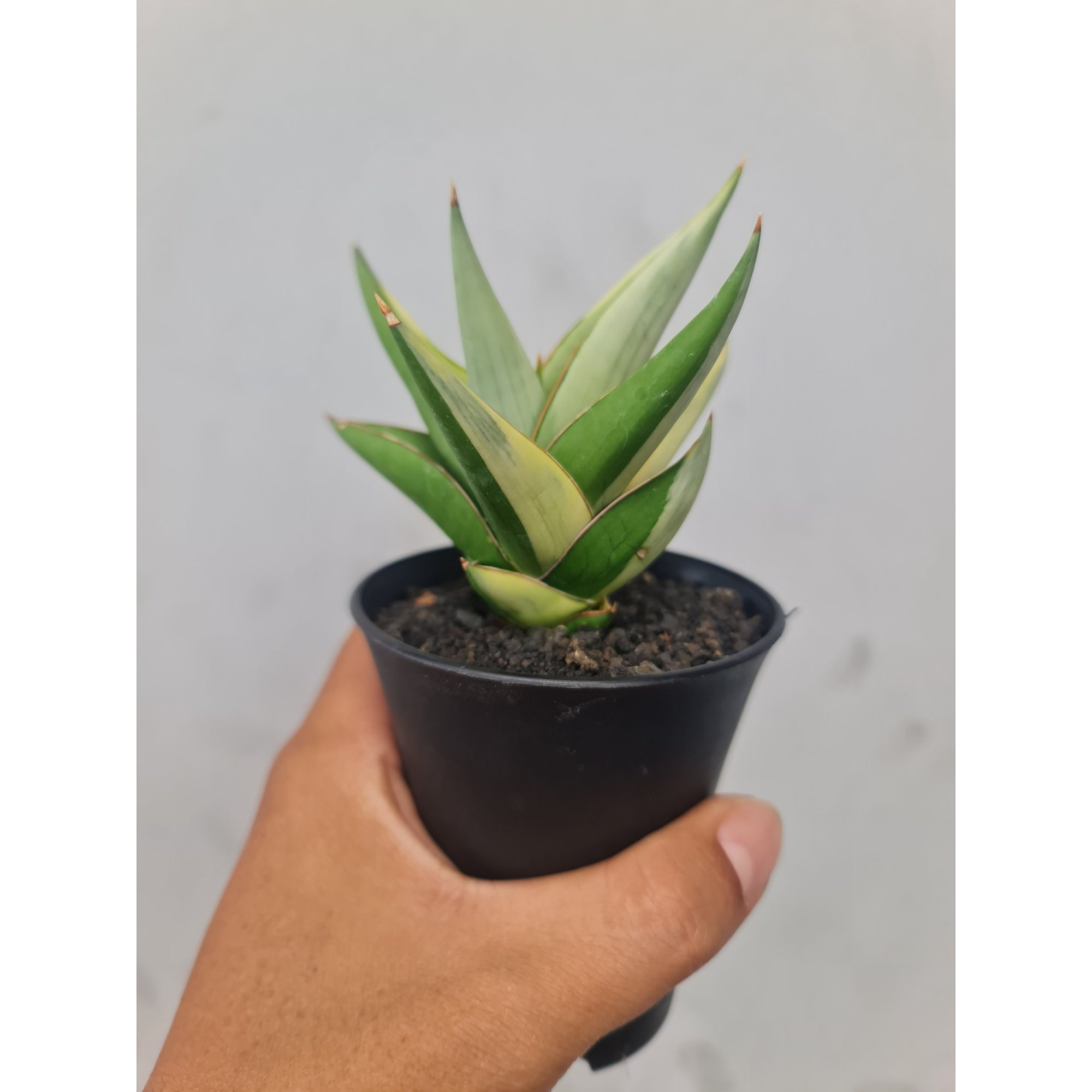 Sansevieria Milano Variegated, real feature image plant. Picture taken directly from kaktus.id community Sansevieria farmer green houses.