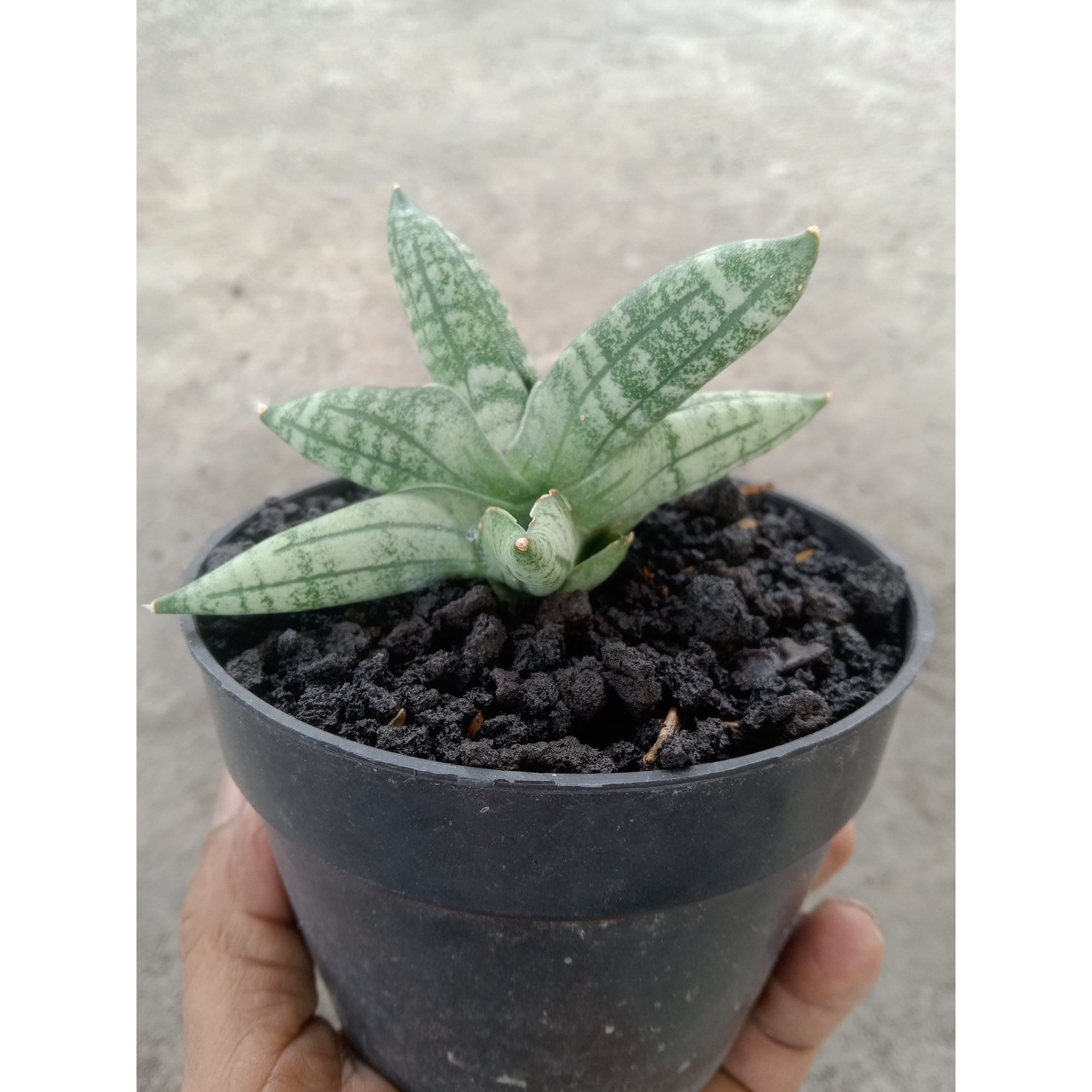 Sansevieria Ming Manee, real feature image plant. Picture taken directly from kaktus.id community Sansevieria farmer green houses.