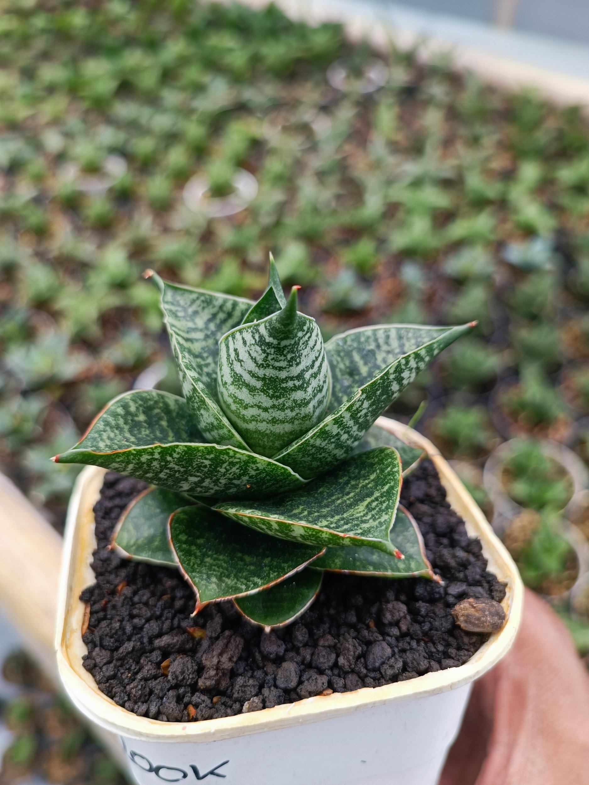 Sansevieria Monarch, real gallery image #1 plants. Picture taken directly from kaktus.id community Sansevieria farmer green houses.