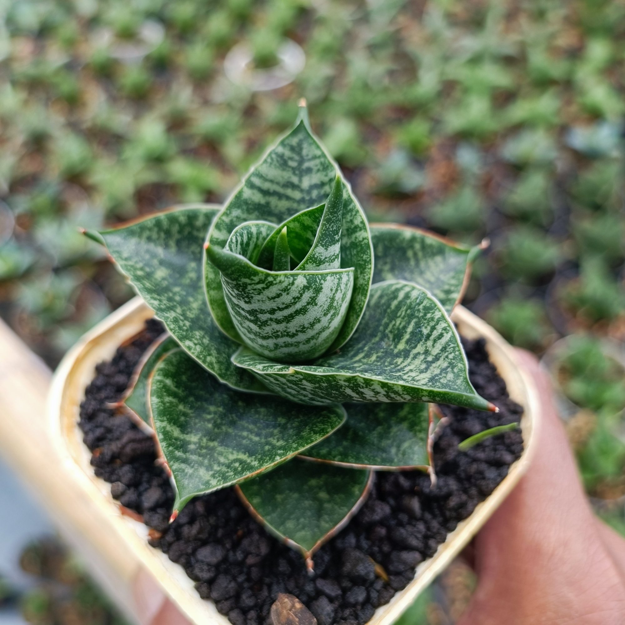 Sansevieria Monarch, real feature image plant. Picture taken directly from kaktus.id community Sansevieria farmer green houses.