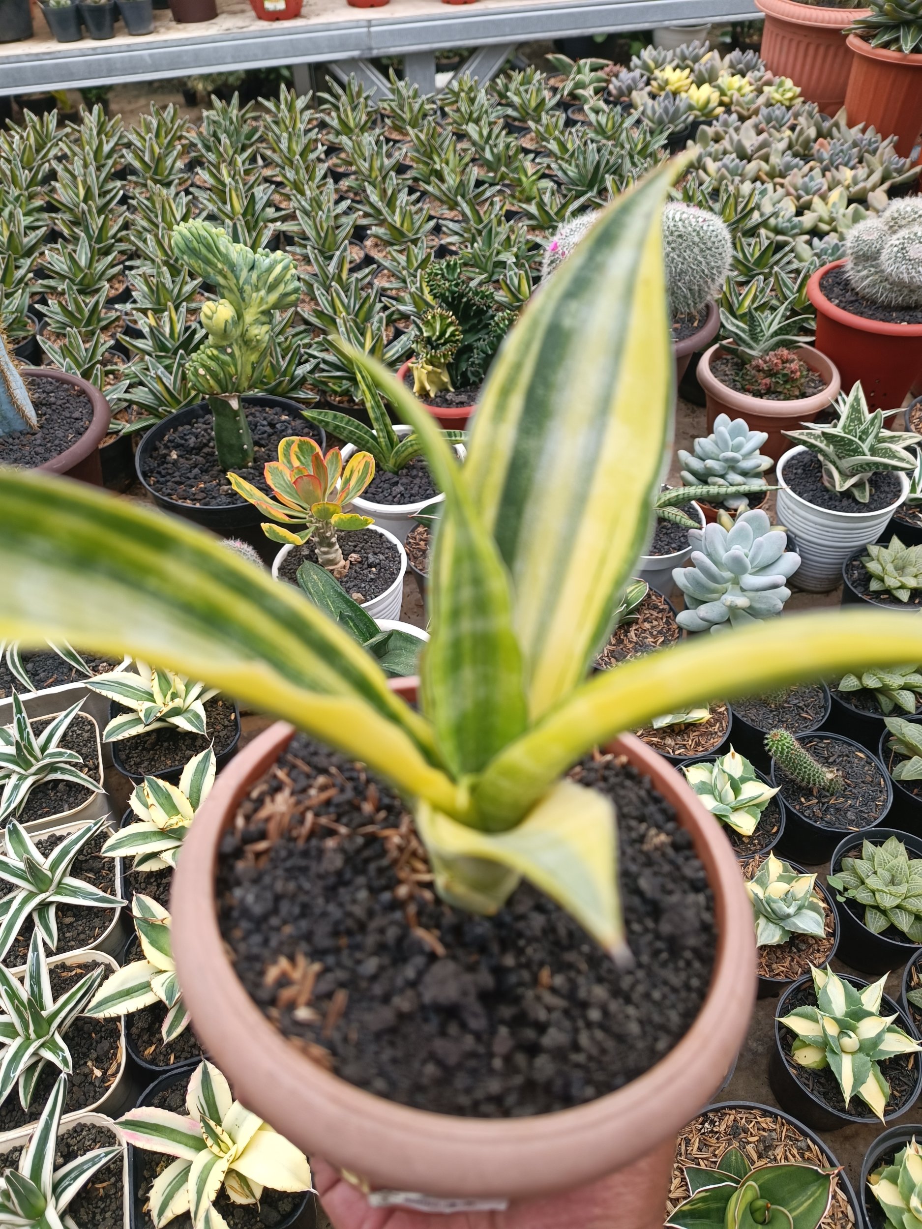 Sansevieria Nalika Variegated, real gallery image #1 plants. Picture taken directly from kaktus.id community Sansevieria farmer green houses.