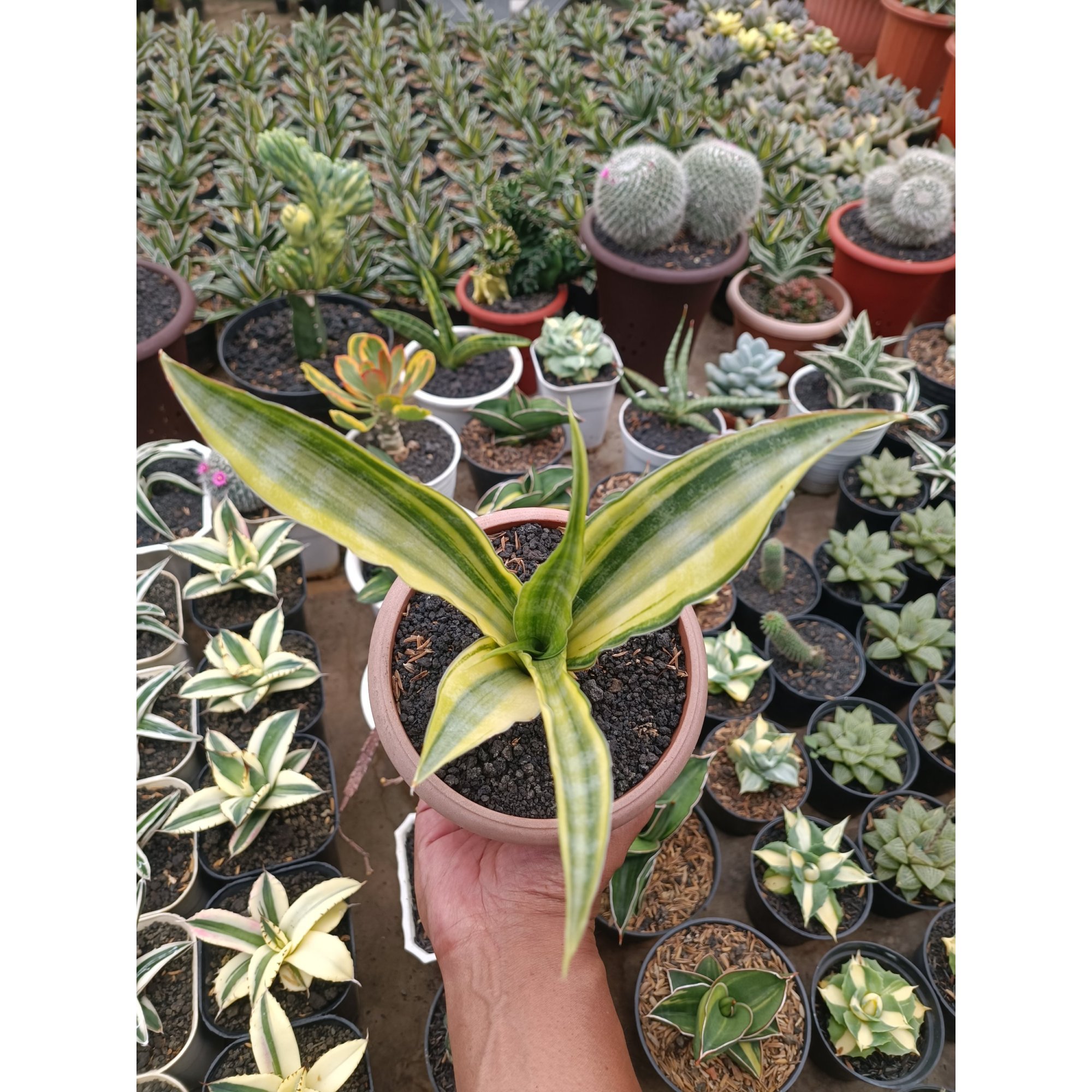 Sansevieria Nalika Variegated, real feature image plant. Picture taken directly from kaktus.id community Sansevieria farmer green houses.
