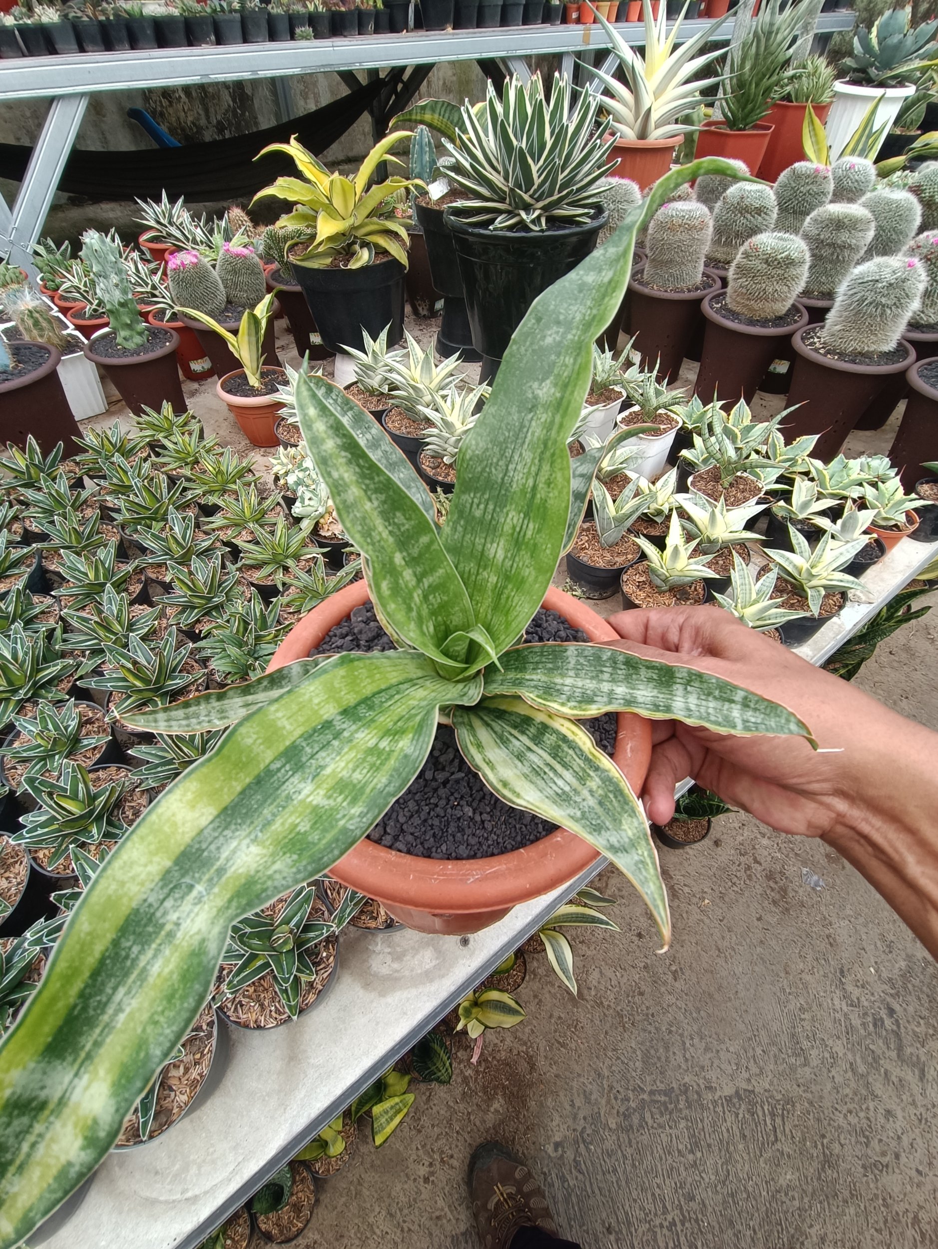 Sansevieria Nalika Variegated, real gallery image #1 plants. Picture taken directly from kaktus.id community Sansevieria farmer green houses.