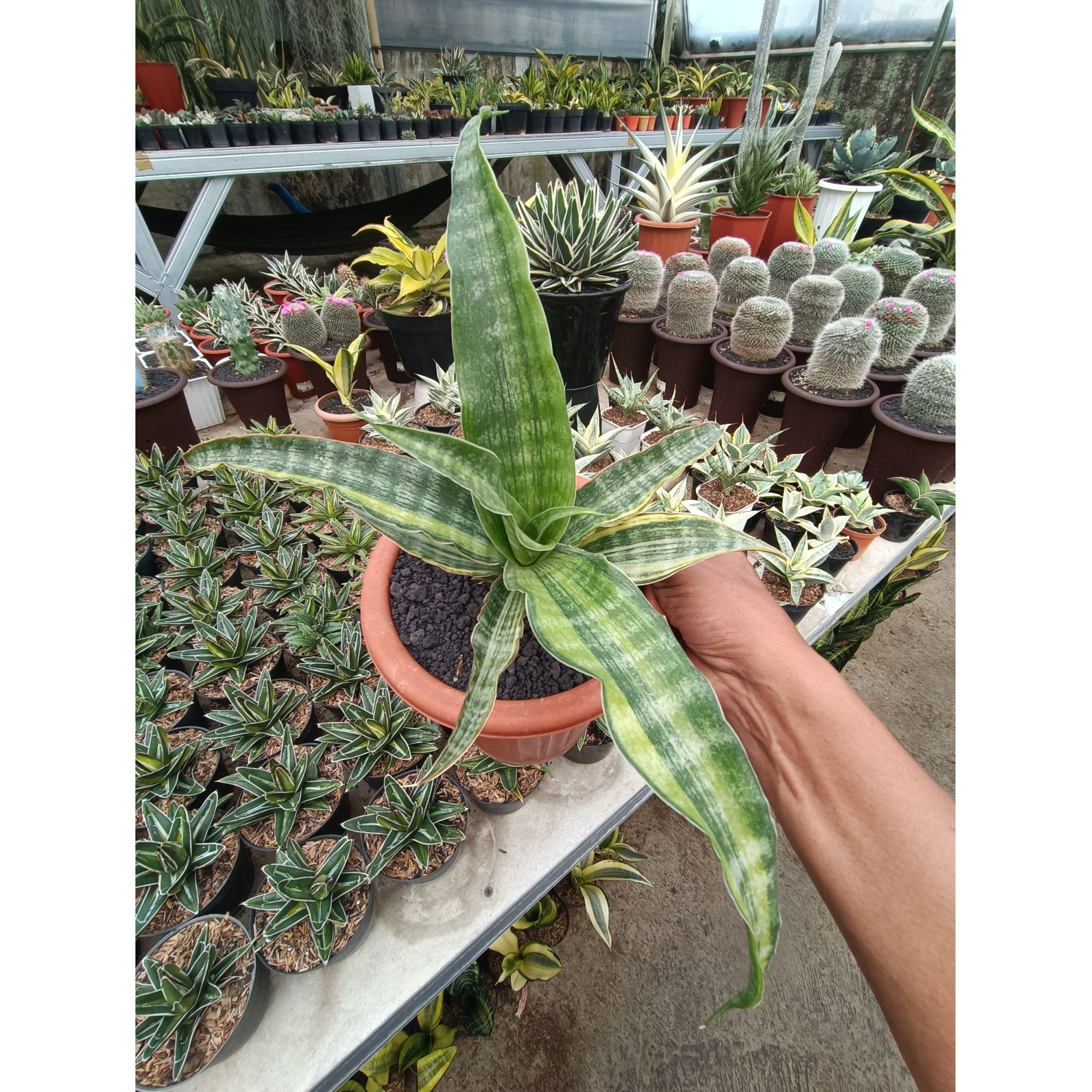Sansevieria Nalika Variegated, real feature image plant. Picture taken directly from kaktus.id community Sansevieria farmer green houses.