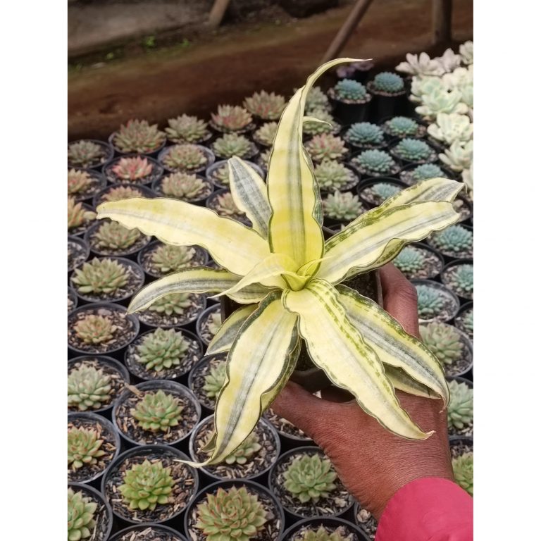 1716. Sansevieria Nalika Variegated Size 25 Cm