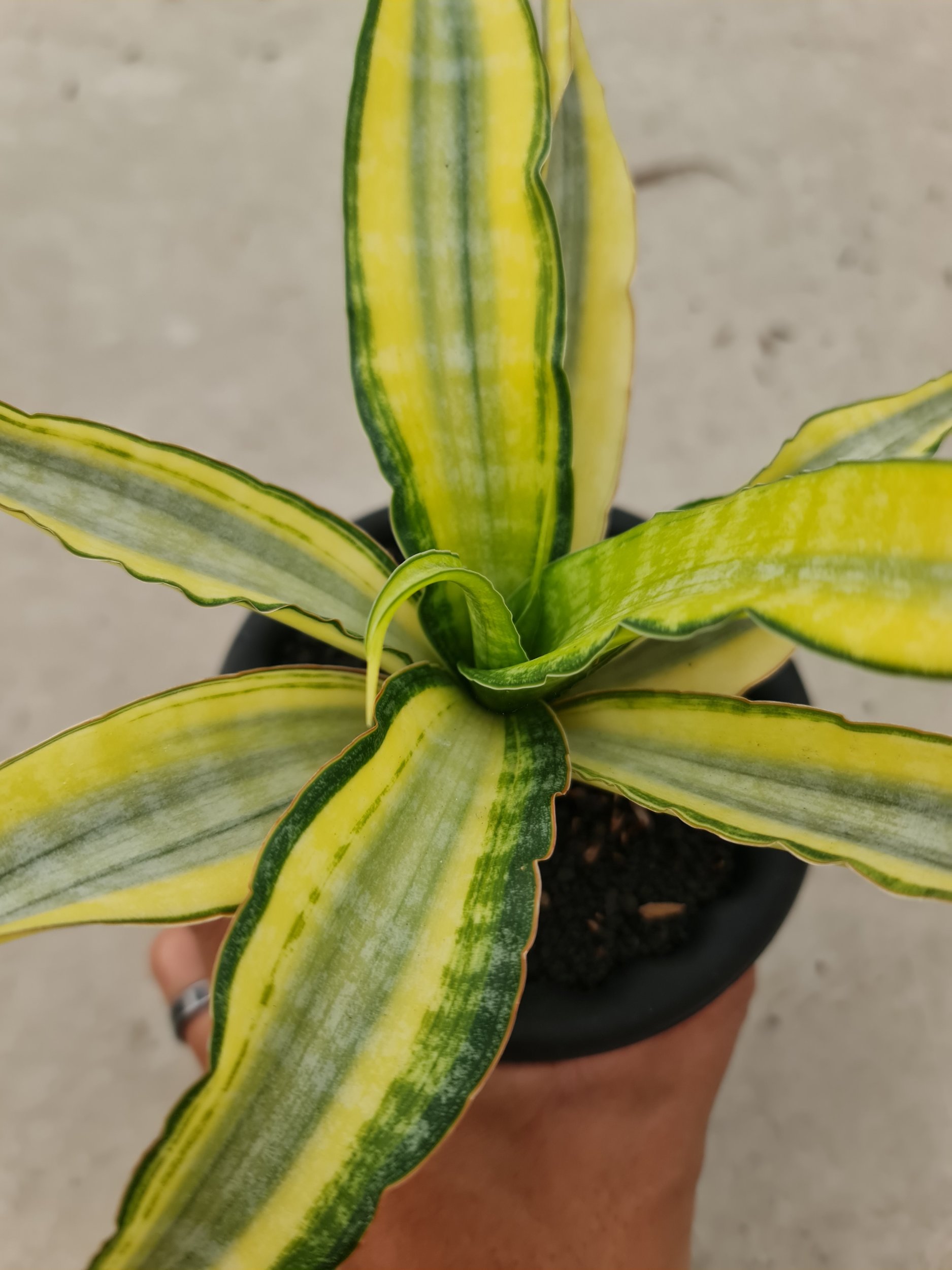 Sansevieria Nalika Variegated size 25 cm, real gallery image #1 plants. Picture taken directly from kaktus.id community Sansevieria farmer green houses.