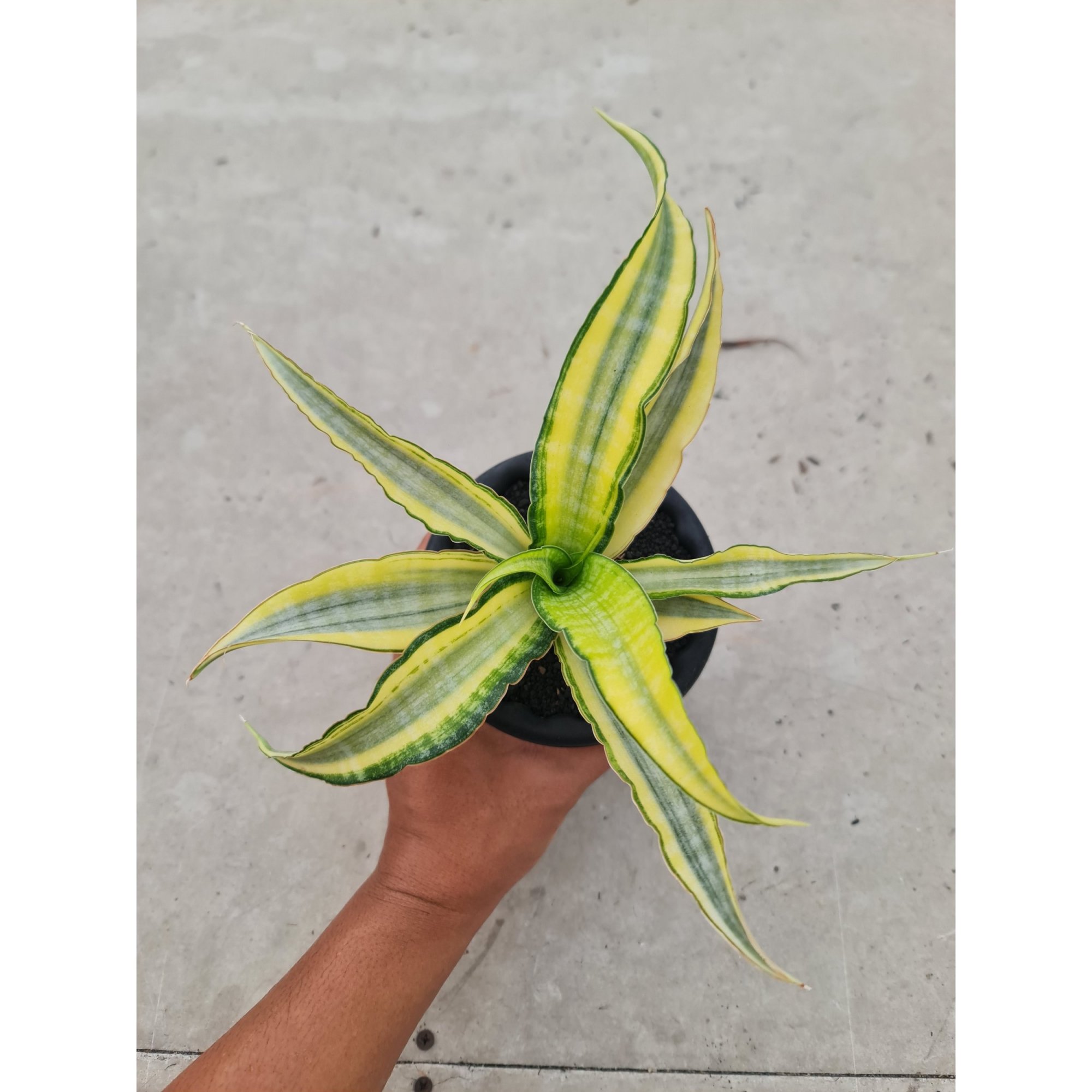 Sansevieria Nalika Variegated size 25 cm, real feature image plant. Picture taken directly from kaktus.id community Sansevieria farmer green houses.