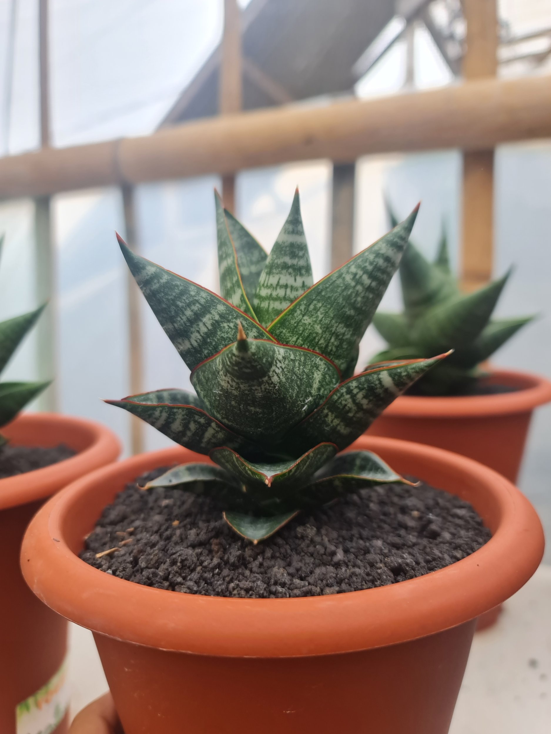 Sansevieria Orbi (from Seeds) 4 Pcs, real gallery image #1 plants. Picture taken directly from kaktus.id community Sansevieria farmer green houses.