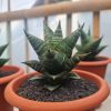 Sansevieria Orbi (from Seeds) 4 Pcs, real feature image plant. Picture taken directly from kaktus.id community Sansevieria farmer green houses.