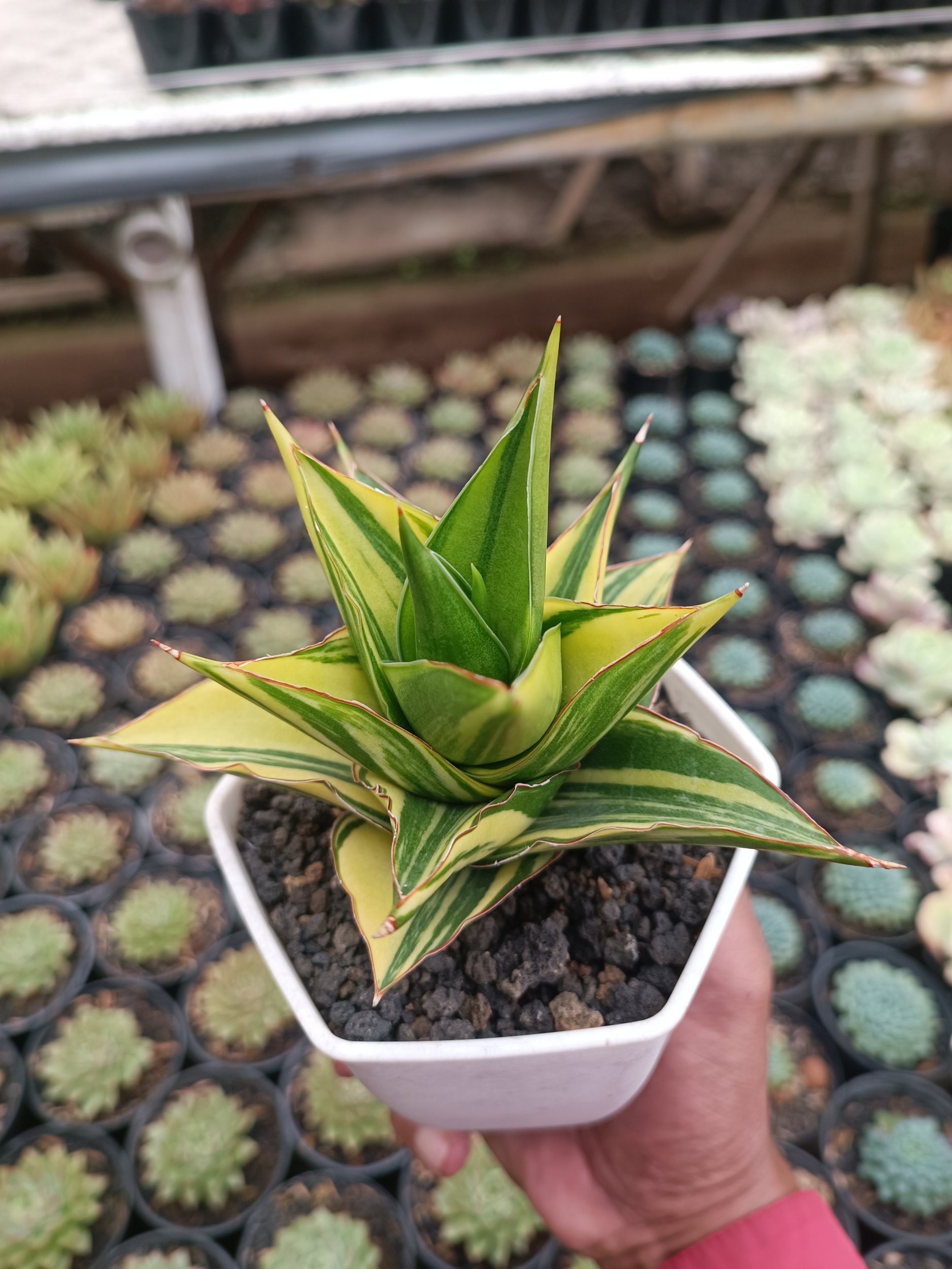 Sansevieria Pagoda Tower Variegated, real gallery image #1 plants. Picture taken directly from kaktus.id community Sansevieria farmer green houses.