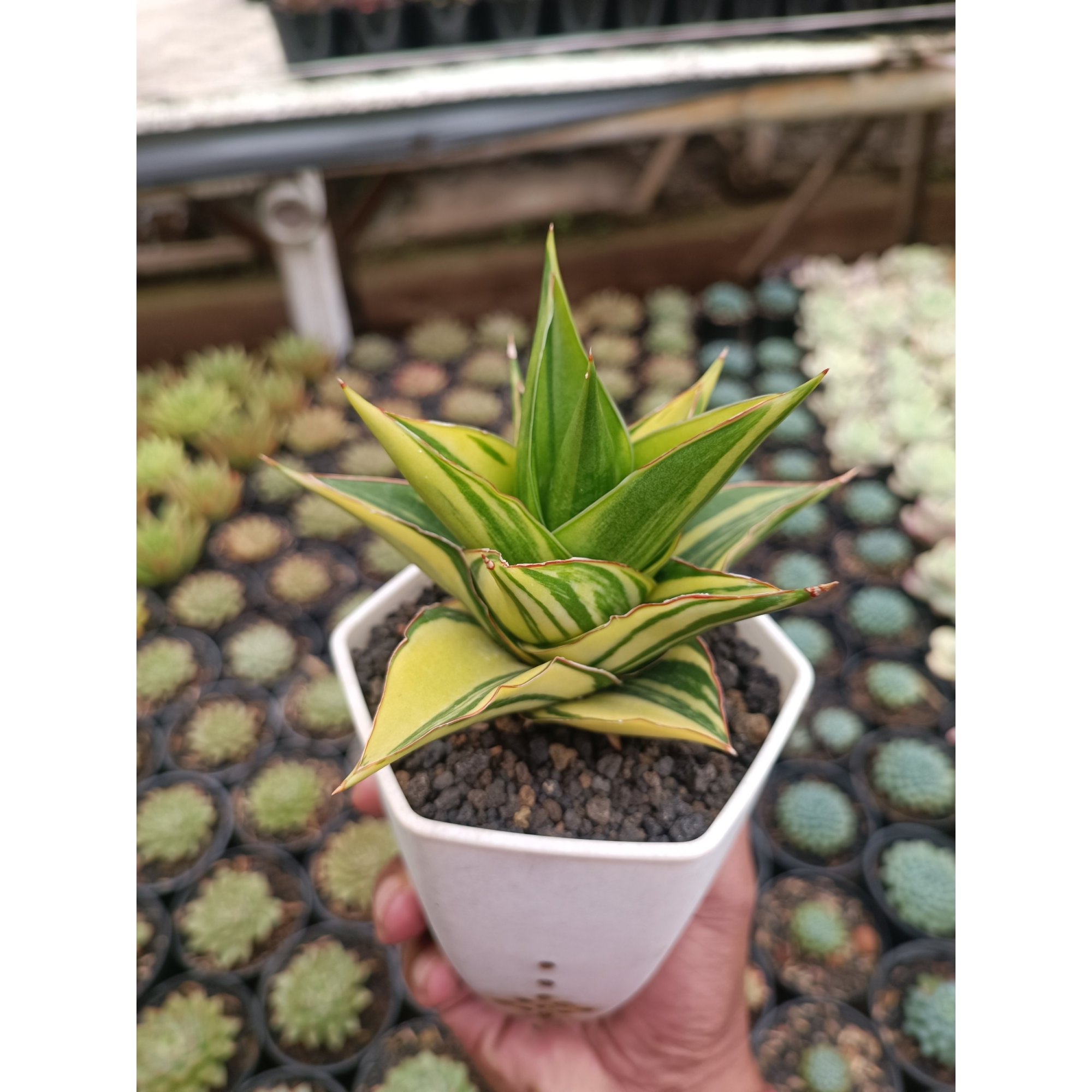 Sansevieria Pagoda Tower Variegated, real feature image plant. Picture taken directly from kaktus.id community Sansevieria farmer green houses.