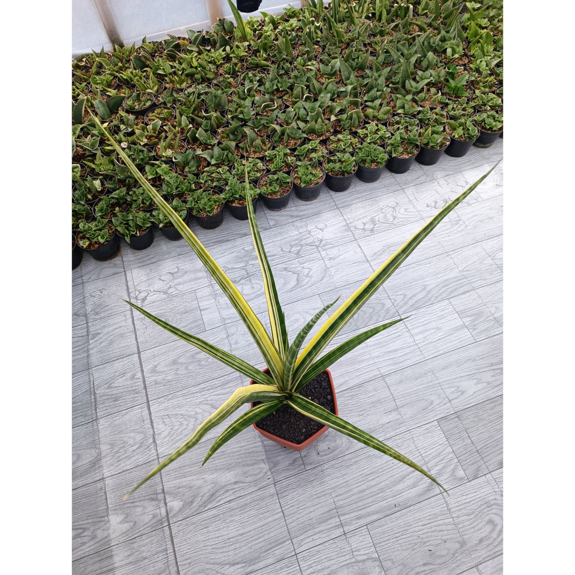 Sansevieria Personii X Coco Hybrid, real feature image plant. Picture taken directly from kaktus.id community Sansevieria farmer green houses.