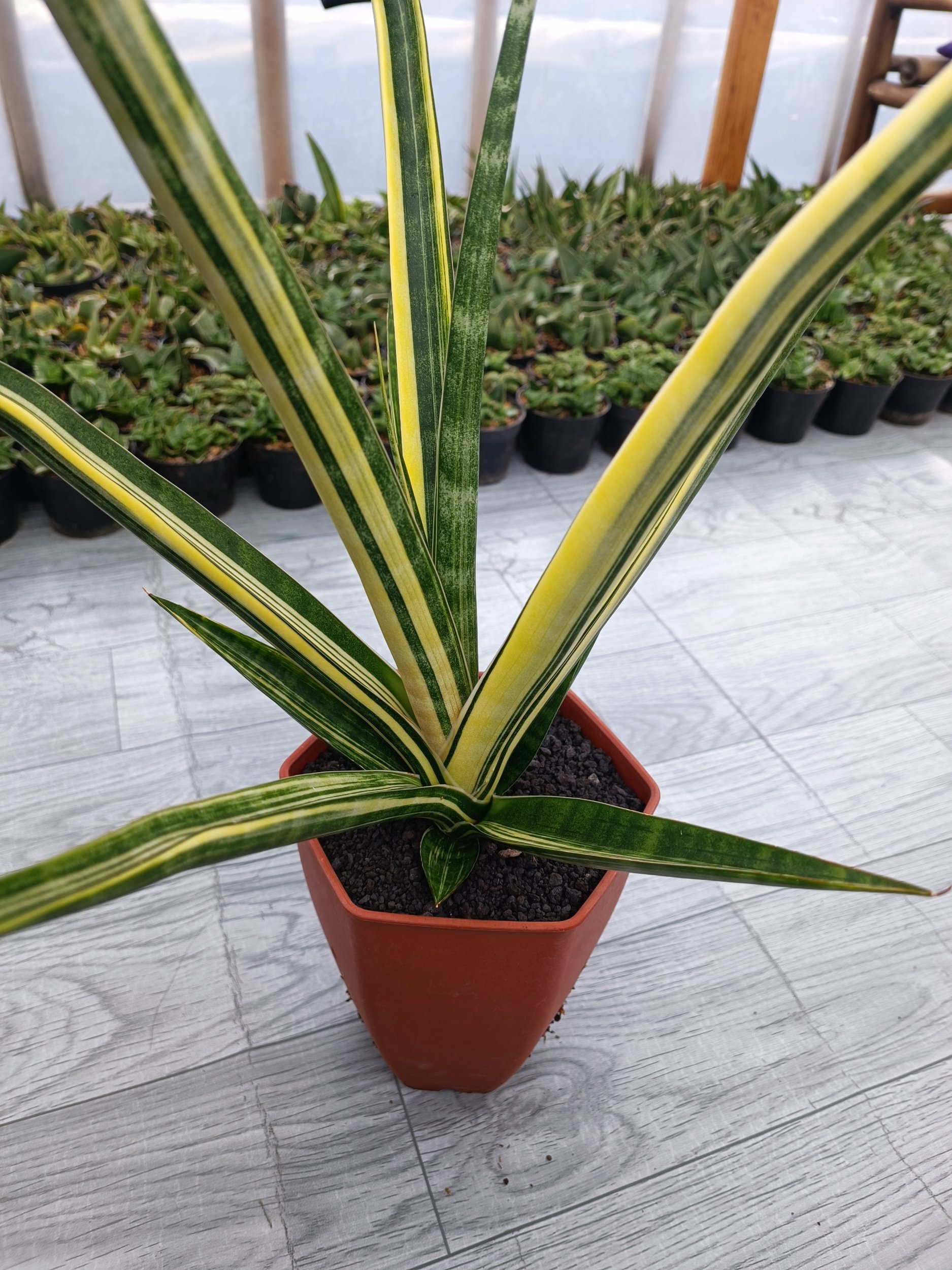 Sansevieria Personii X Coco Hybrid, real gallery image #1 plants. Picture taken directly from kaktus.id community Sansevieria farmer green houses.
