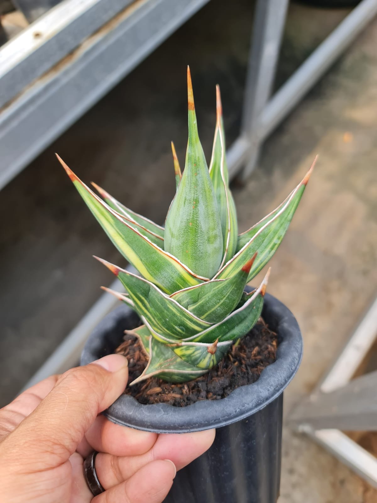 Sansevieria Pinguicula Dagger size 15 cm, real gallery image #1 plants. Picture taken directly from kaktus.id community Sansevieria farmer green houses.