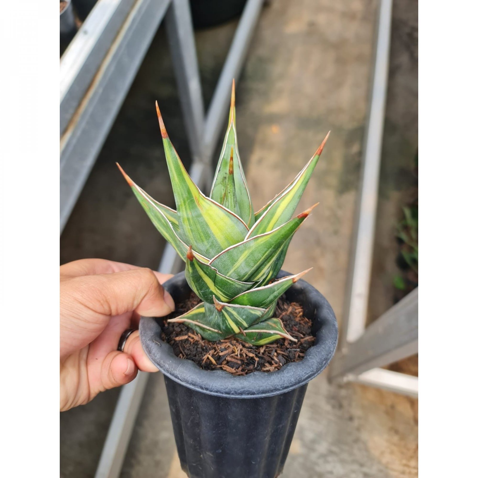 Sansevieria Pinguicula Dagger size 15 cm, real feature image plant. Picture taken directly from kaktus.id community Sansevieria farmer green houses.