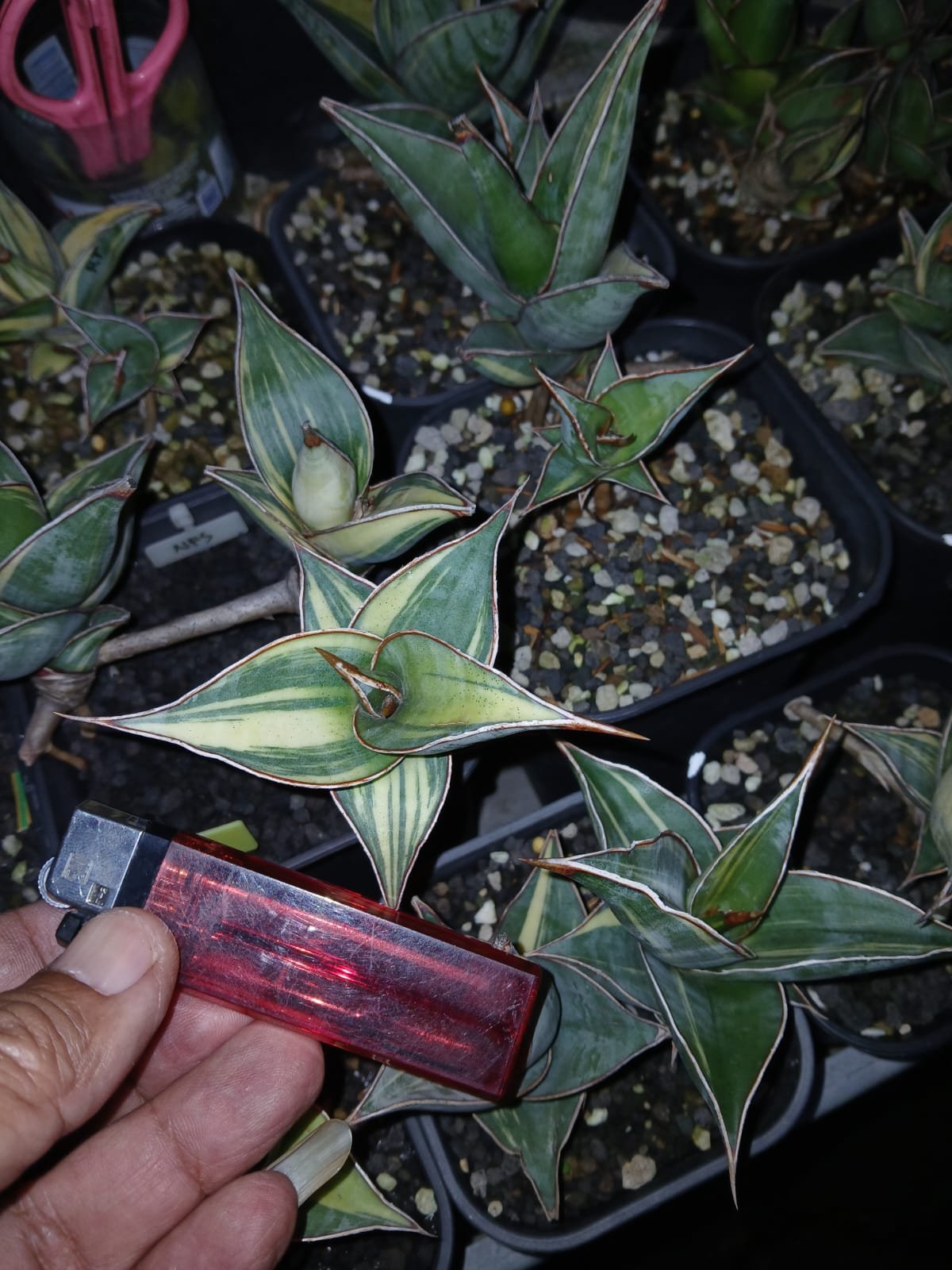 Sansevieria Pinguicula Small Variegated 30 Pcs, real gallery image #1 plants. Picture taken directly from kaktus.id community Sansevieria farmer green houses.