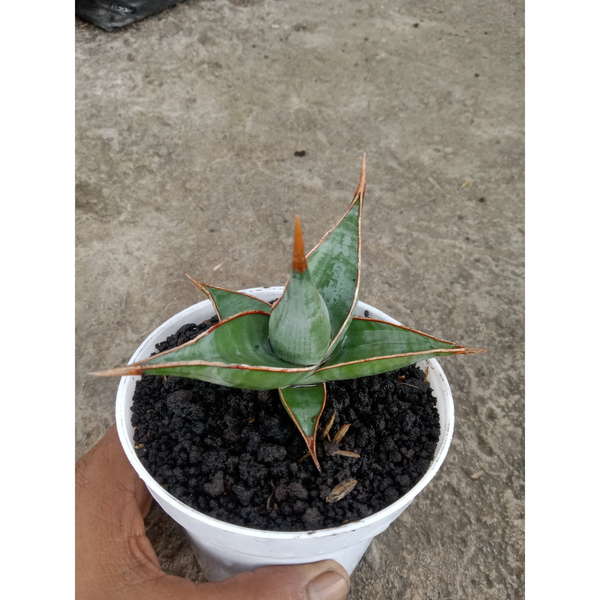 Sansevieria Pinguiculata, real feature image plant. Picture taken directly from kaktus.id community Sansevieria farmer green houses.