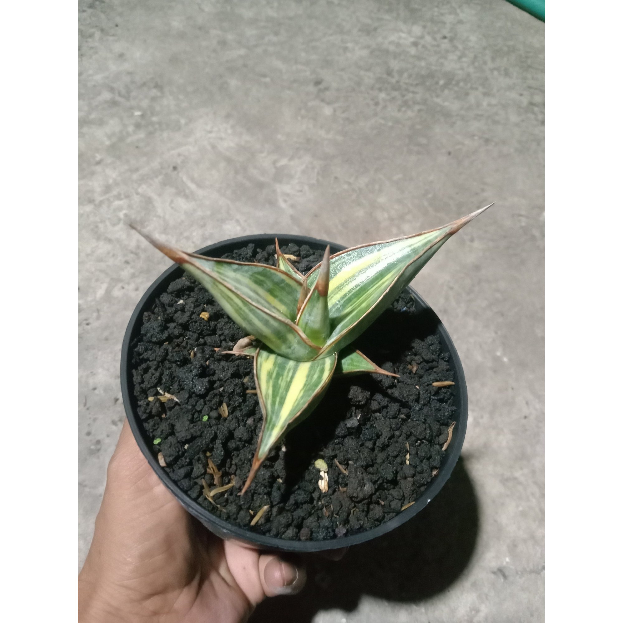 Sansevieria Pinguiculata Variegated Good Quality, real feature image plant. Picture taken directly from kaktus.id community Sansevieria farmer green houses.