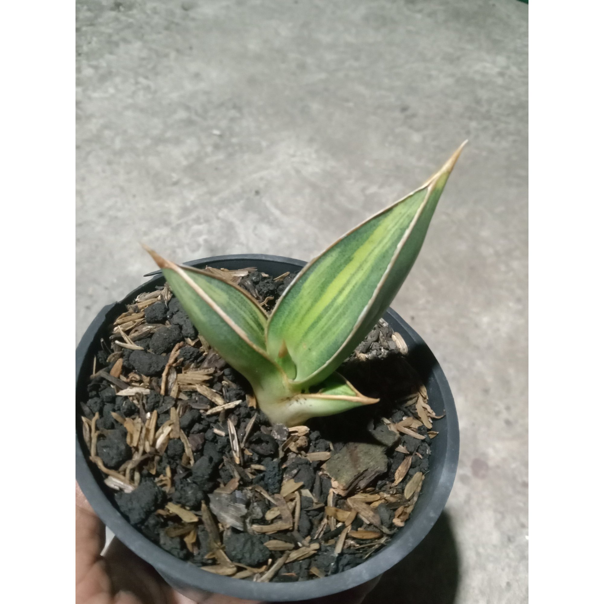 Sansevieria Pinguin Black. Variegated, real feature image plant. Picture taken directly from kaktus.id community Sansevieria farmer green houses.