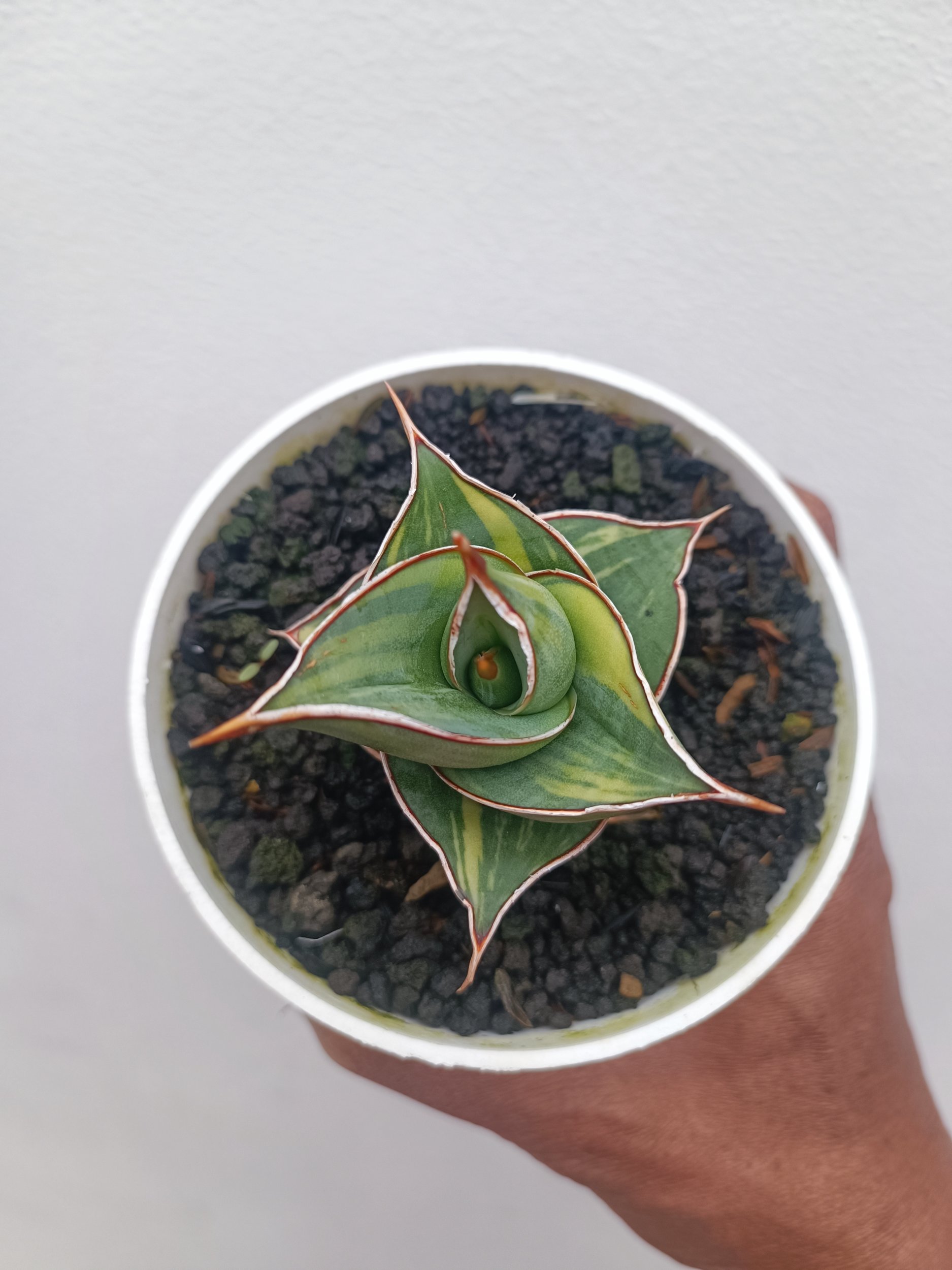 Sansevieria Pinguin Dagger, real gallery image #1 plants. Picture taken directly from kaktus.id community Sansevieria farmer green houses.