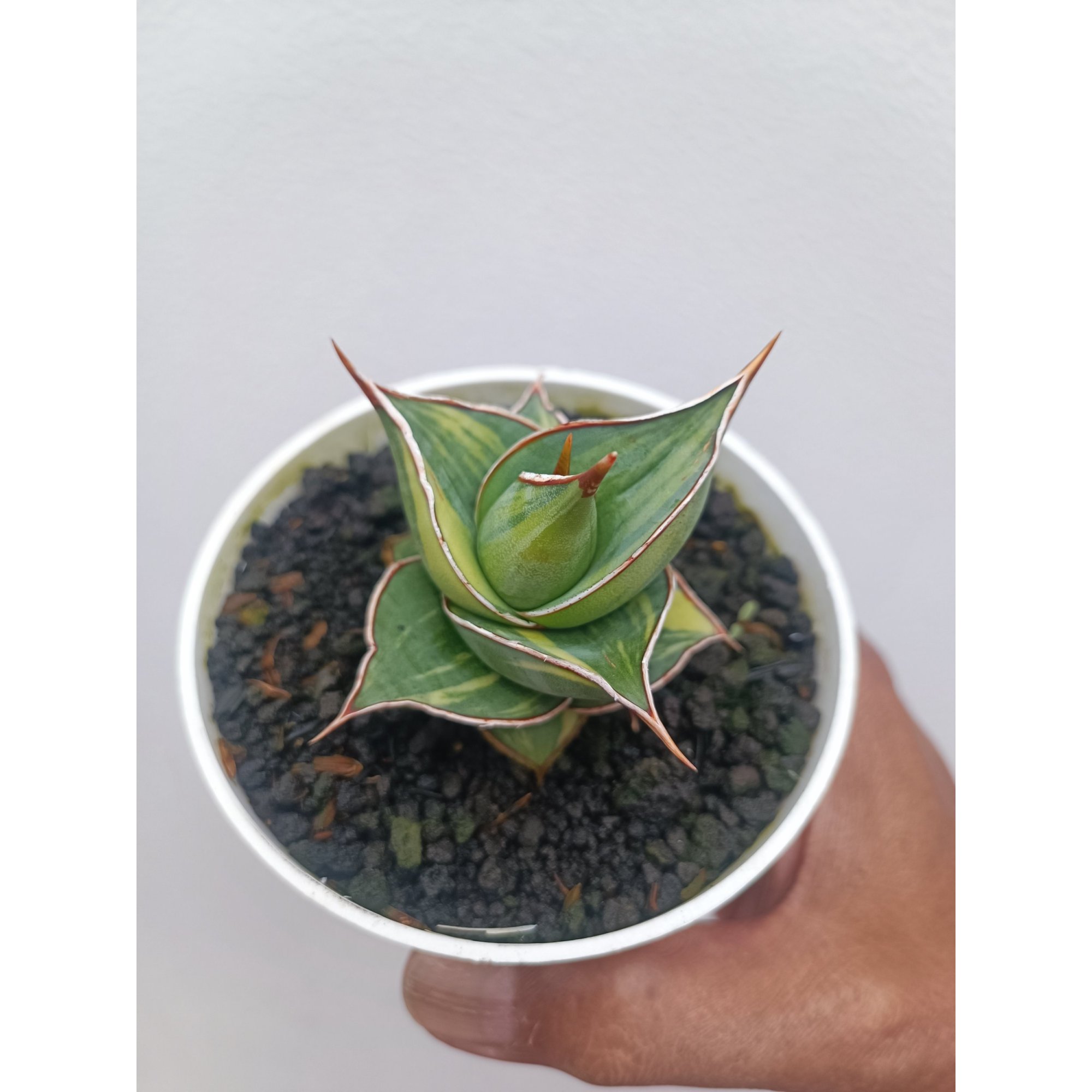 Sansevieria Pinguin Dagger, real feature image plant. Picture taken directly from kaktus.id community Sansevieria farmer green houses.