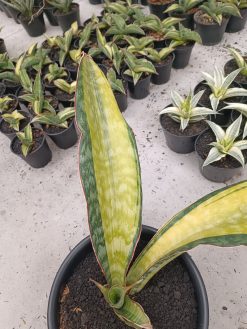 Sansevieria Puphamon
