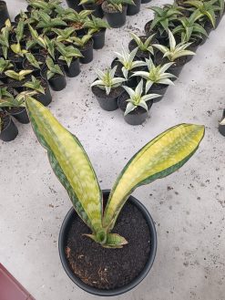 Sansevieria Puphamon