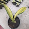 Sansevieria Puphamon