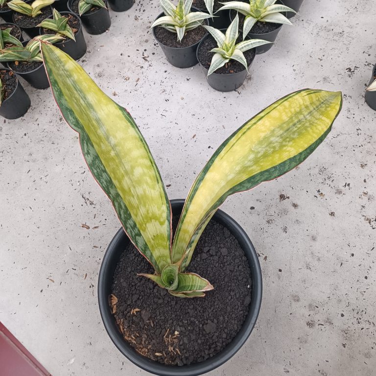 1846. Sansevieria Puphamon