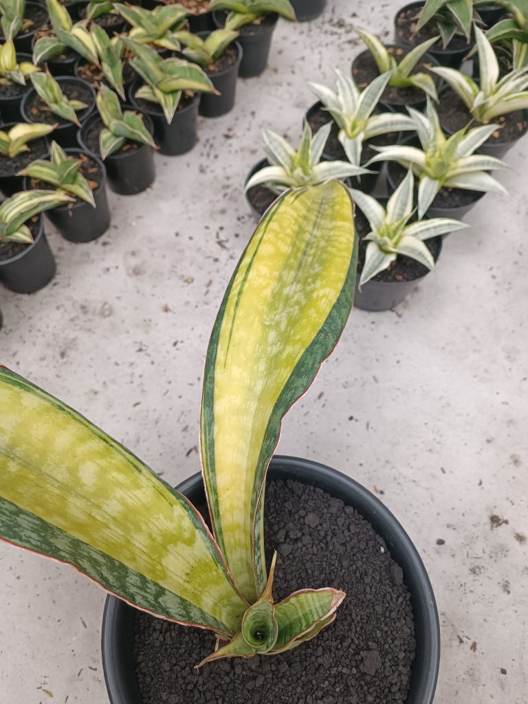 kaktus.id