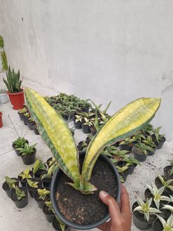 Sansevieria Puphamon