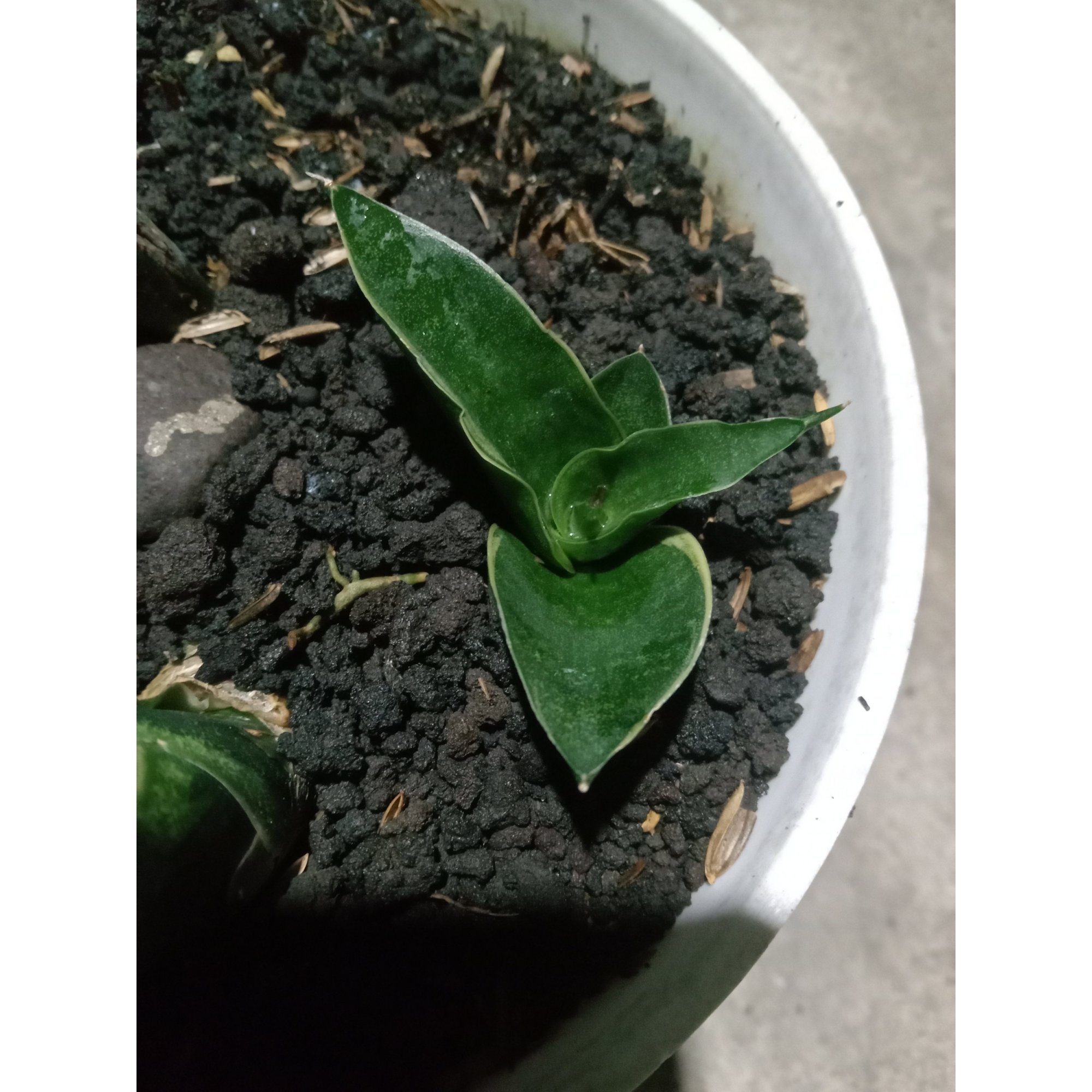 Sansevieria Reinata Thin Varigation, real feature image plant. Picture taken directly from kaktus.id community Sansevieria farmer green houses.