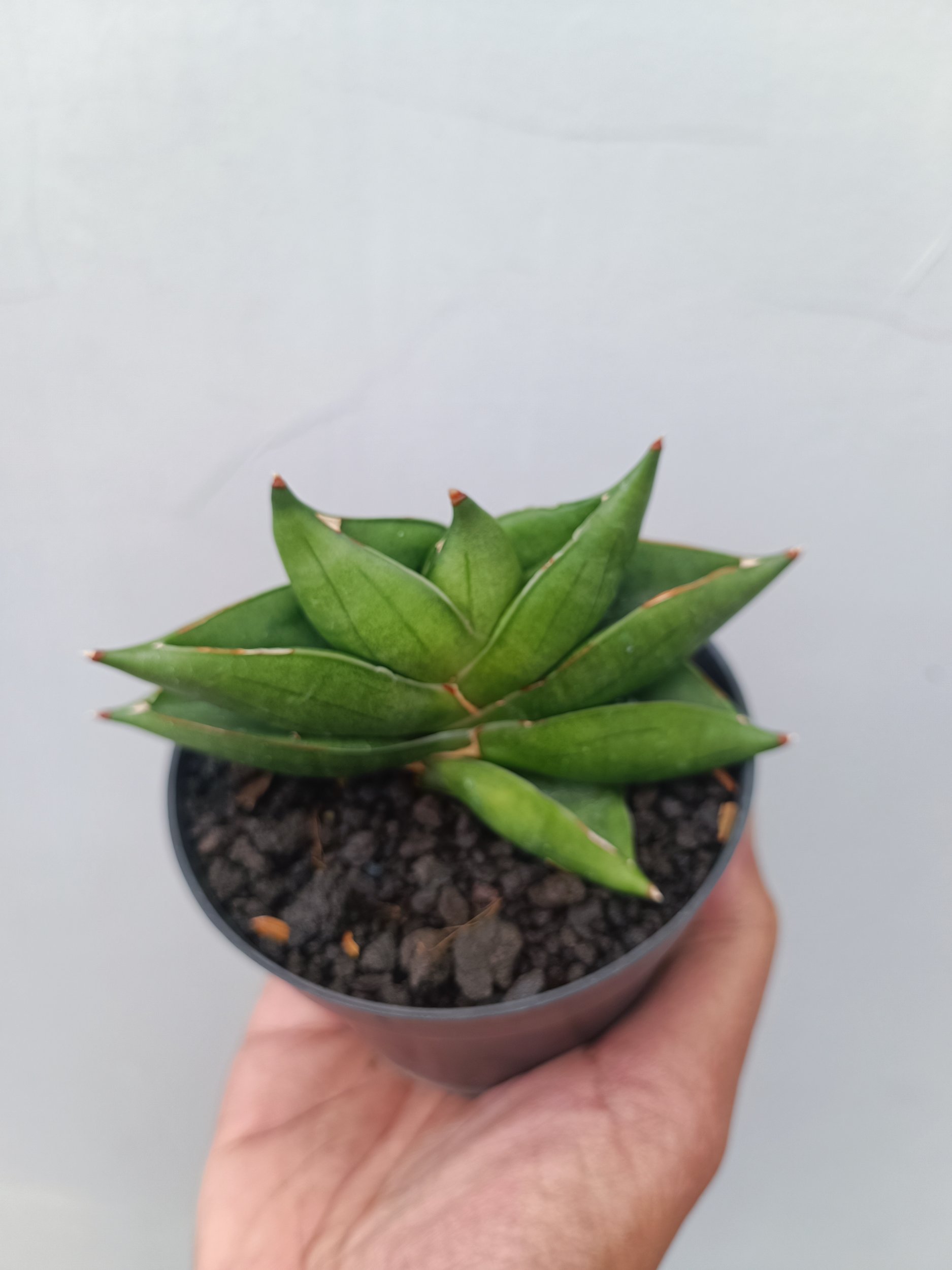 Sansevieria Robo Mutation, real gallery image #1 plants. Picture taken directly from kaktus.id community Sansevieria farmer green houses.