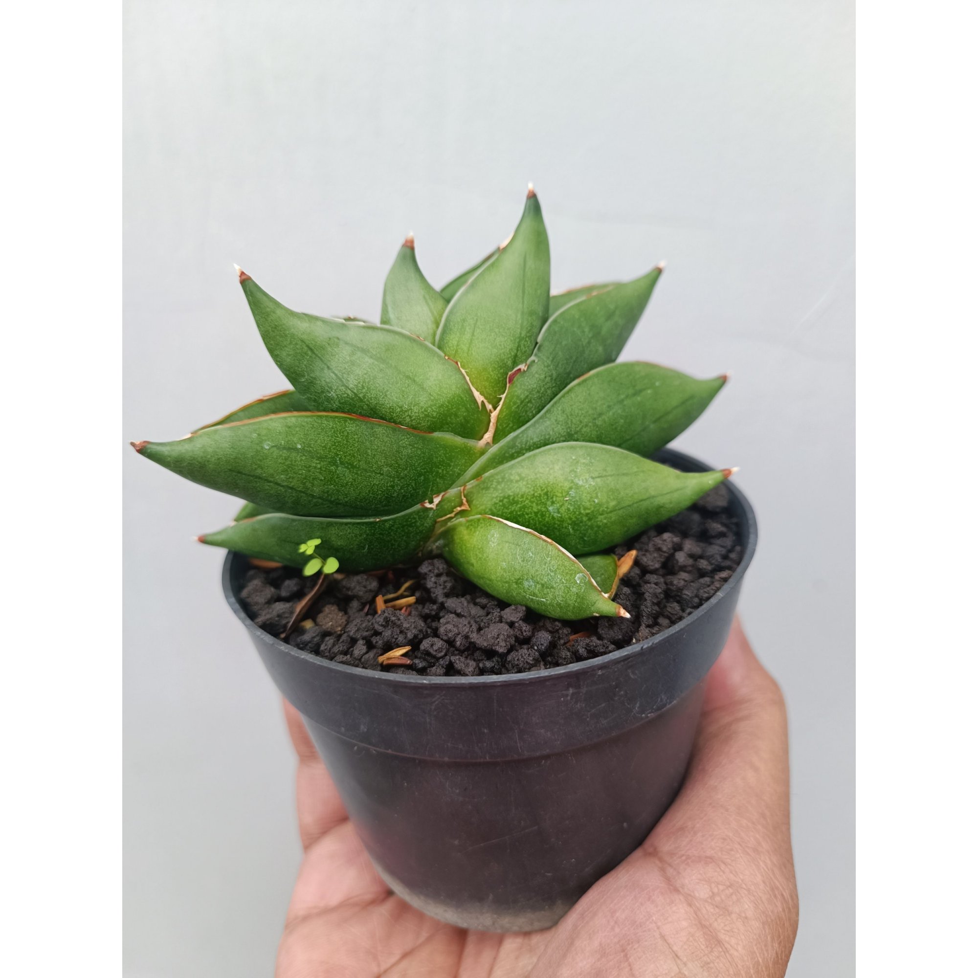 Sansevieria Robo Mutation, real feature image plant. Picture taken directly from kaktus.id community Sansevieria farmer green houses.