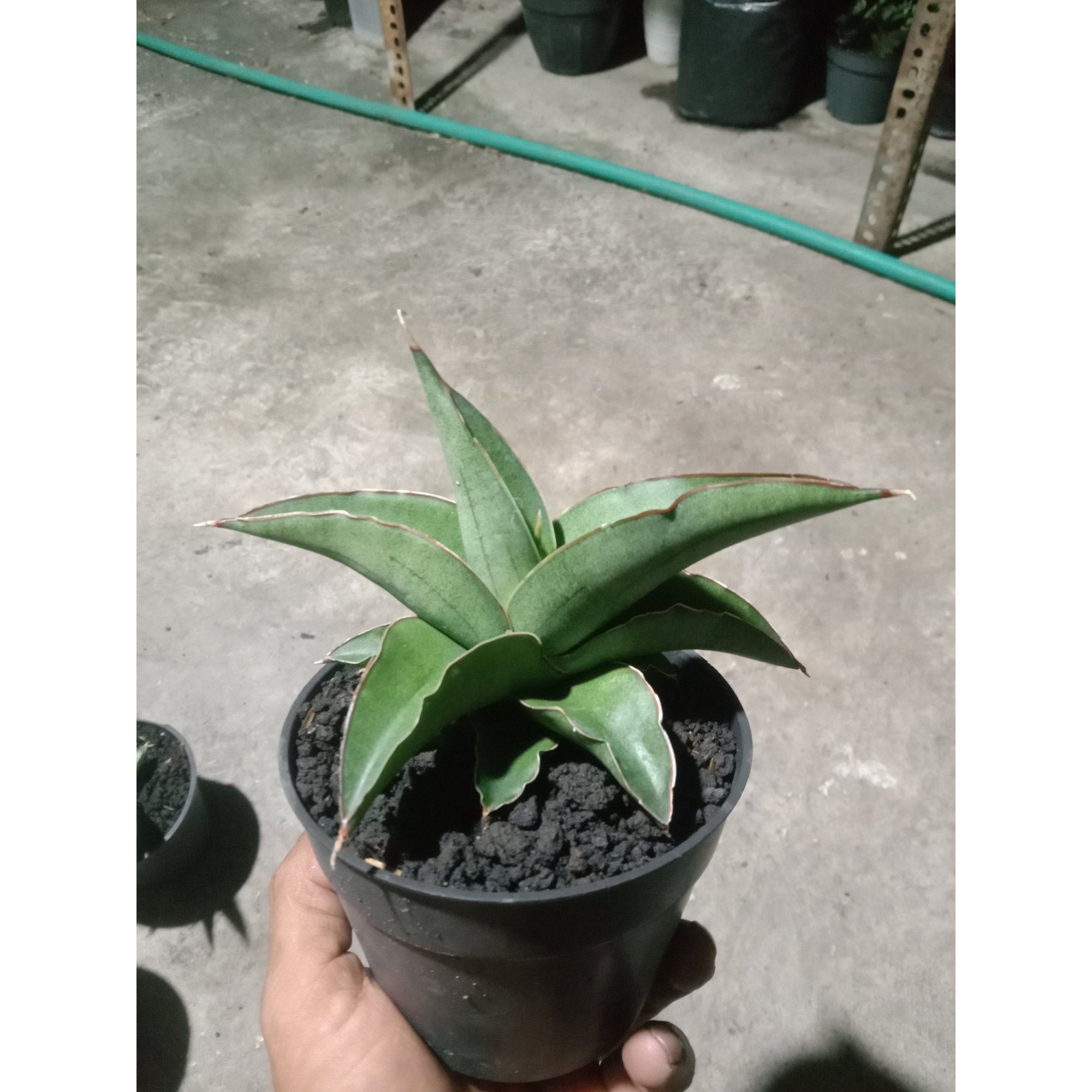 Sansevieria Robo size 12 cm, real feature image plant. Picture taken directly from kaktus.id community Sansevieria farmer green houses.