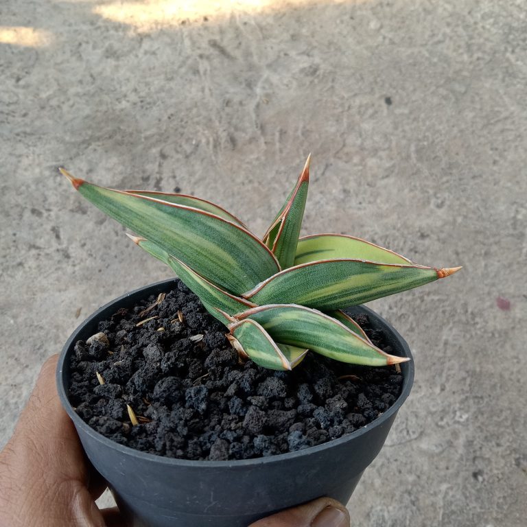 1879. Sansevieria ROBUSCULA( Robusta Pinguin) Variegated