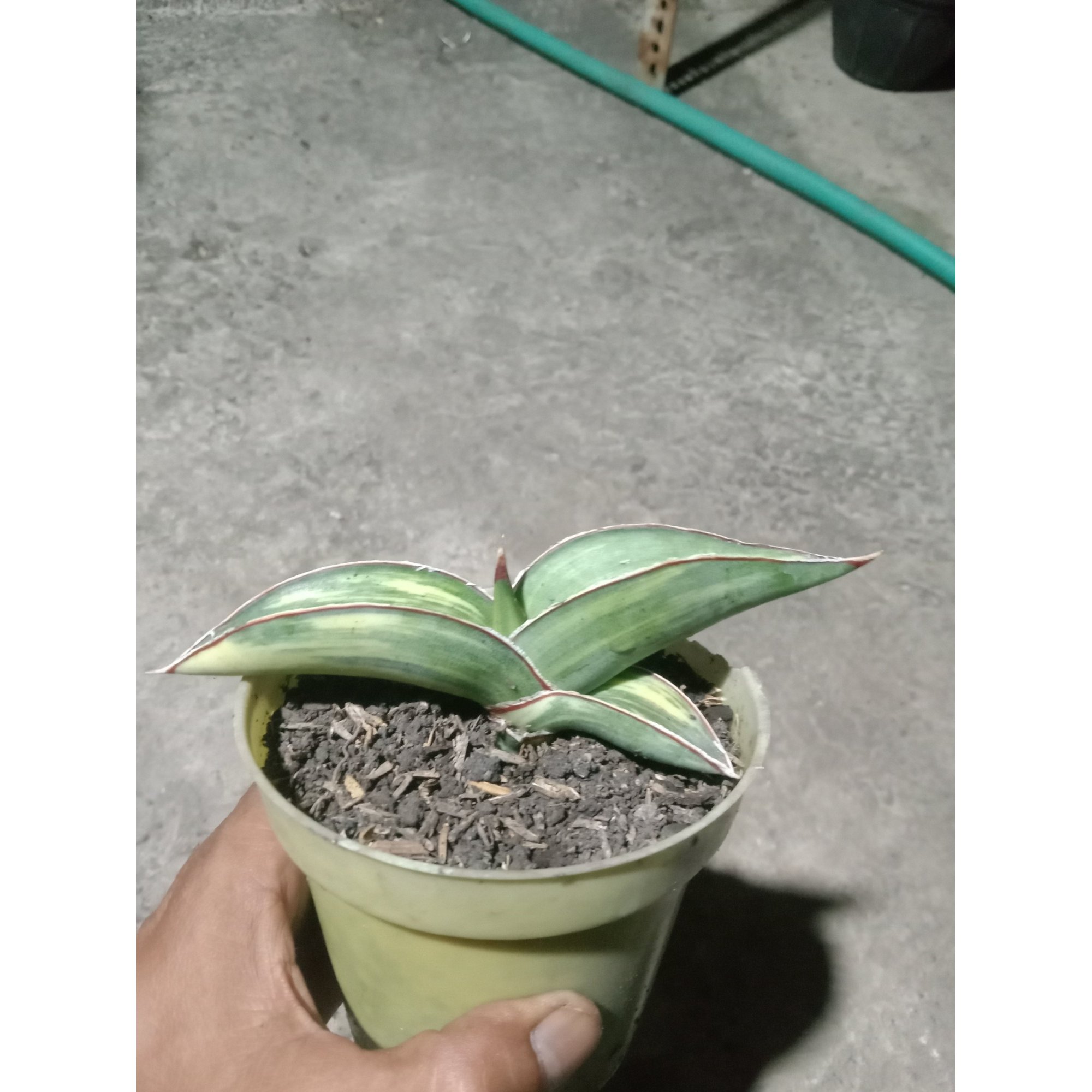 Sansevieria Robusta Draft Yellow Variegated, real feature image plant. Picture taken directly from kaktus.id community Sansevieria farmer green houses.