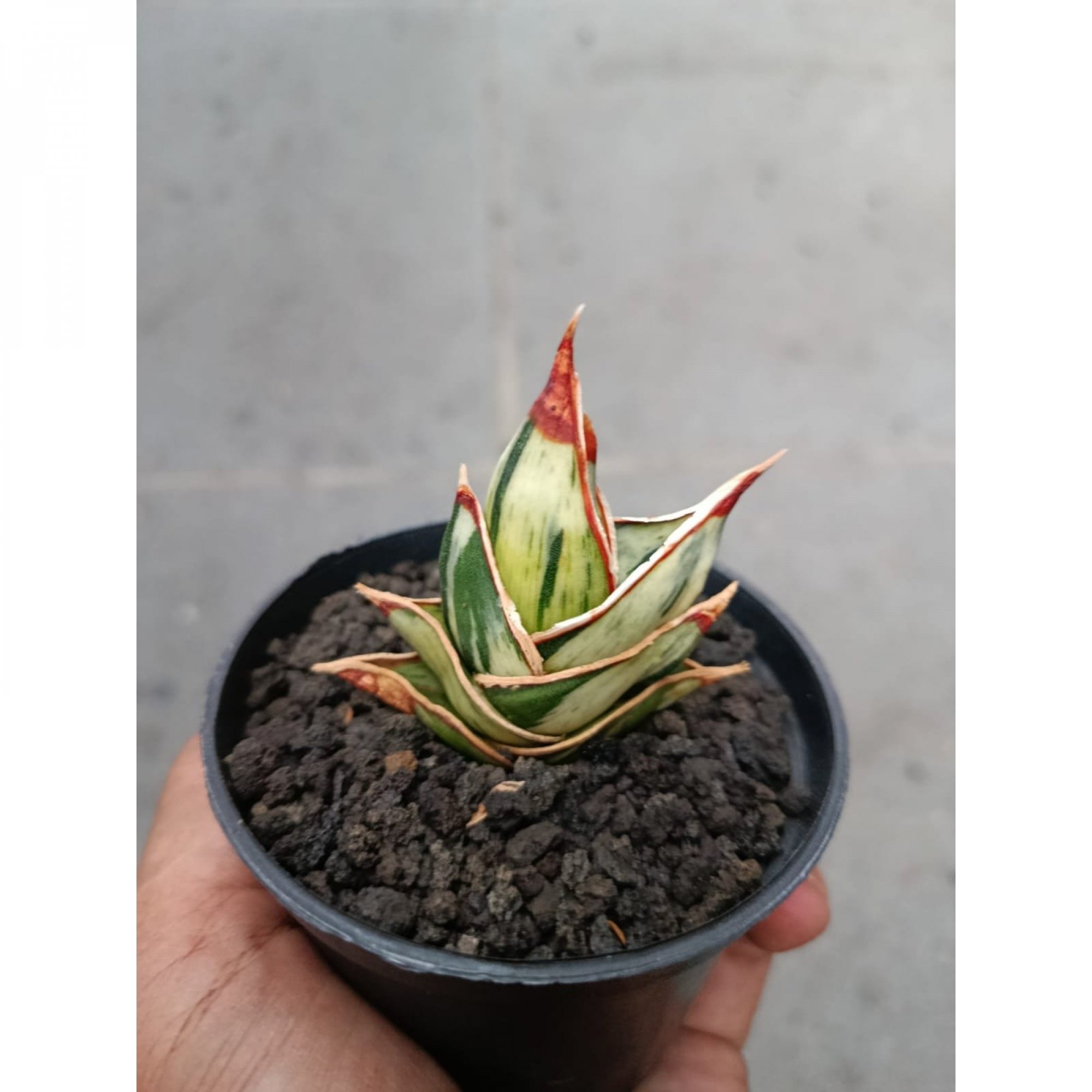 Sansevieria Rorida Dagger White Embosss Variegated, real feature image plant. Picture taken directly from kaktus.id community Sansevieria farmer green houses.